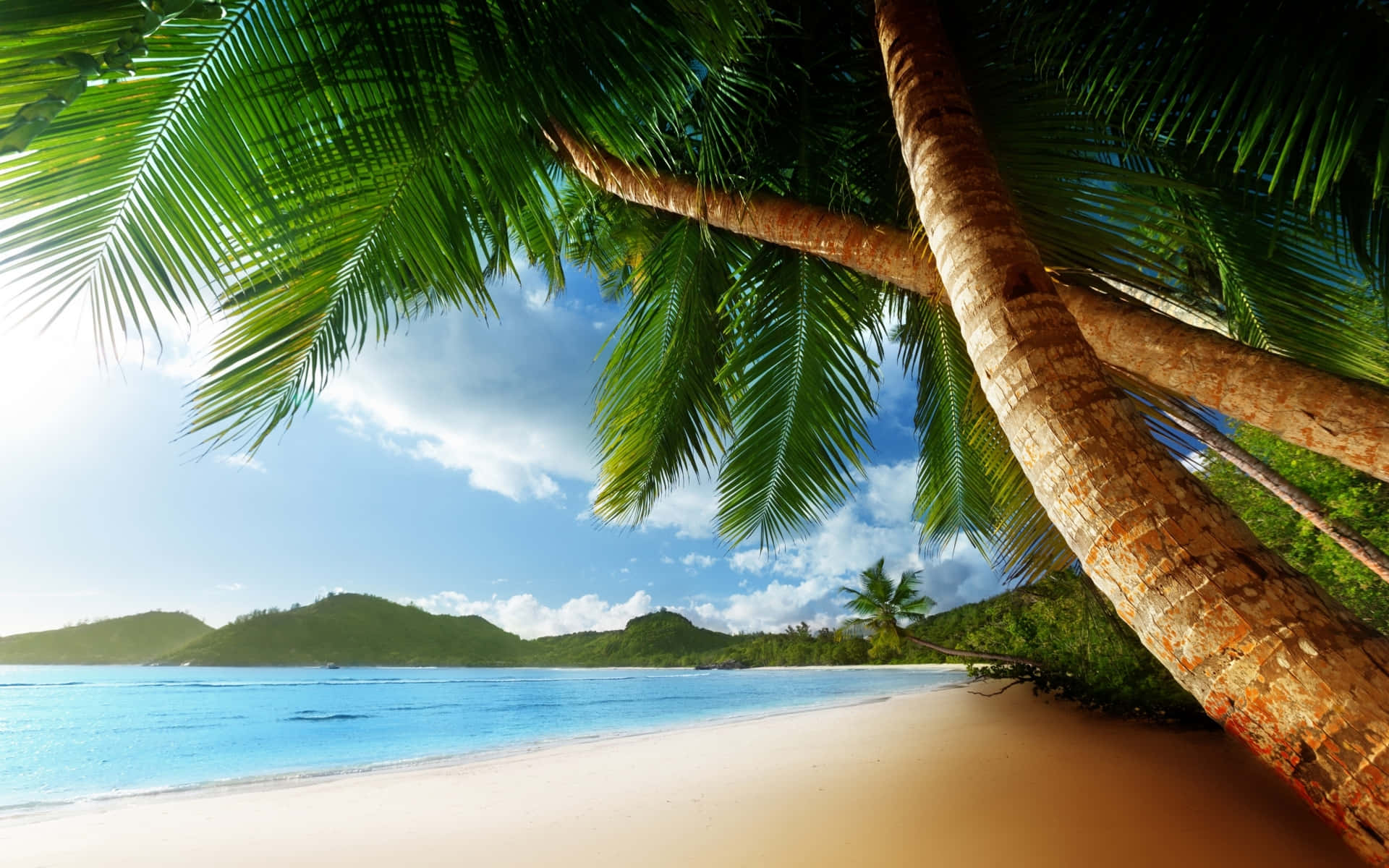 Enjoy The Beauty Of A Lush Palm Tree Oasis Background