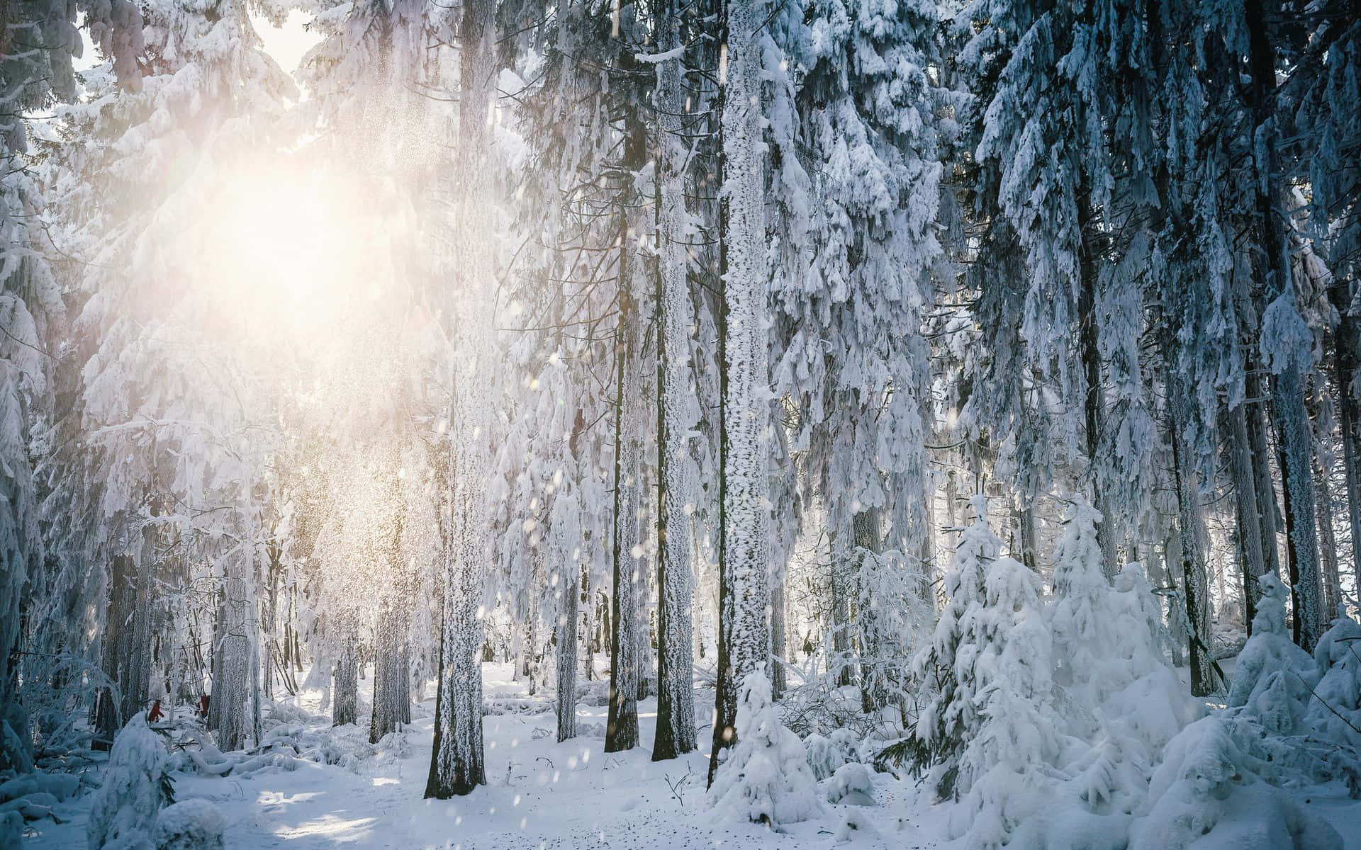 Enjoy The Beauty Of A Quiet Winter Forest Background
