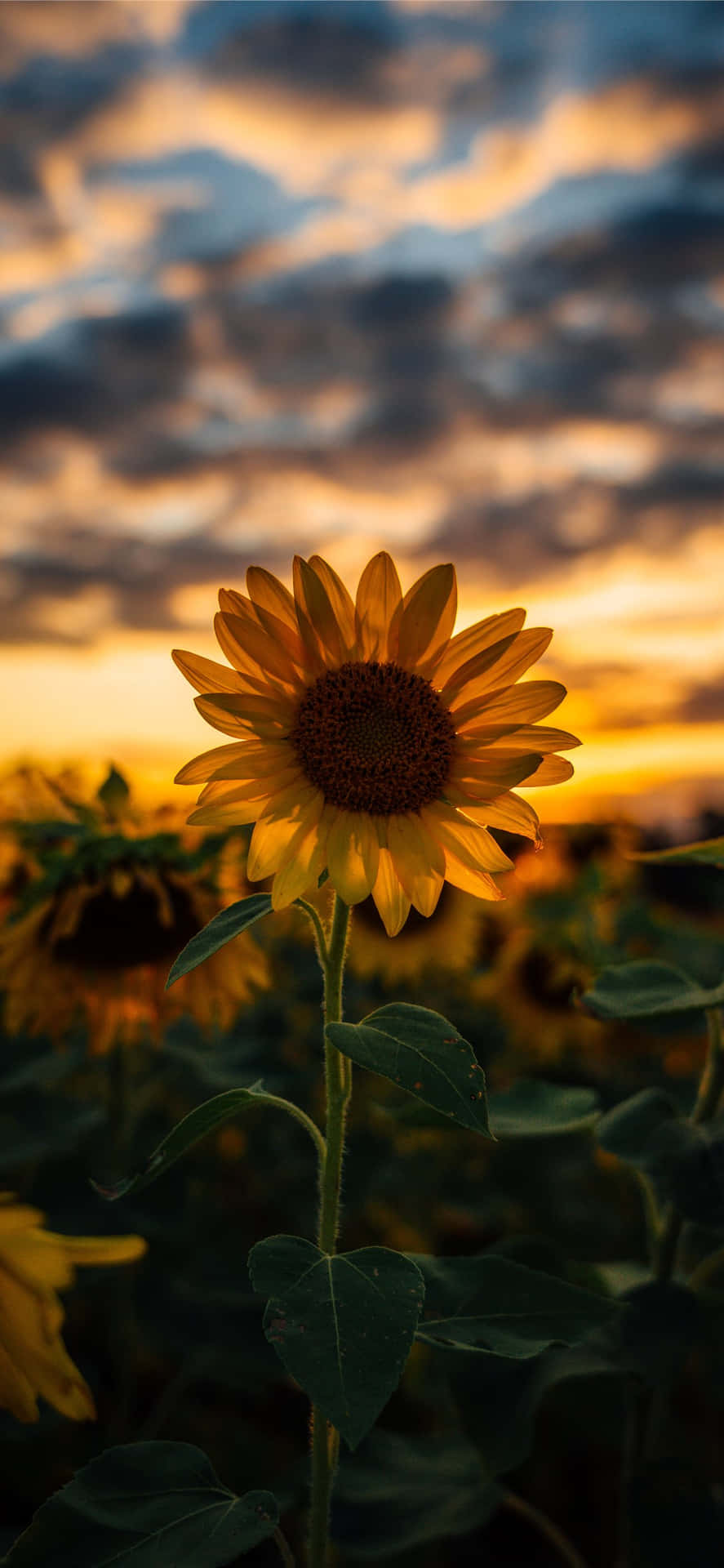 Enjoy The Beauty Of A Sunflower With This Sunflower Aesthetic Iphone Wallpaper. Background