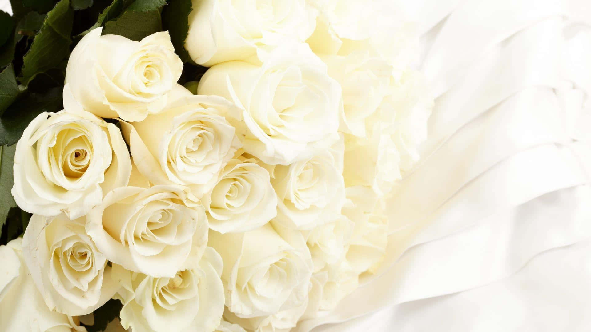Enjoy The Beauty Of A White Rose