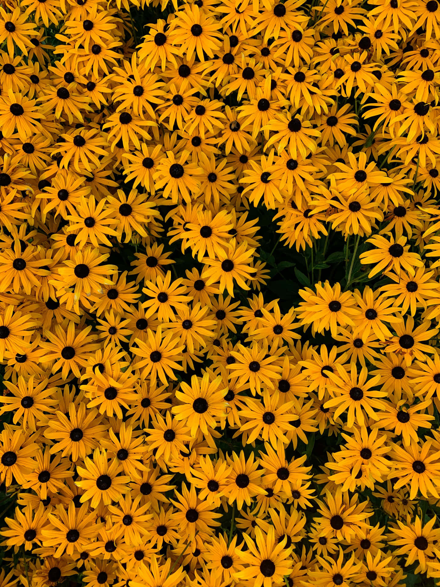 Enjoy The Beauty Of A Yellow Flower Background