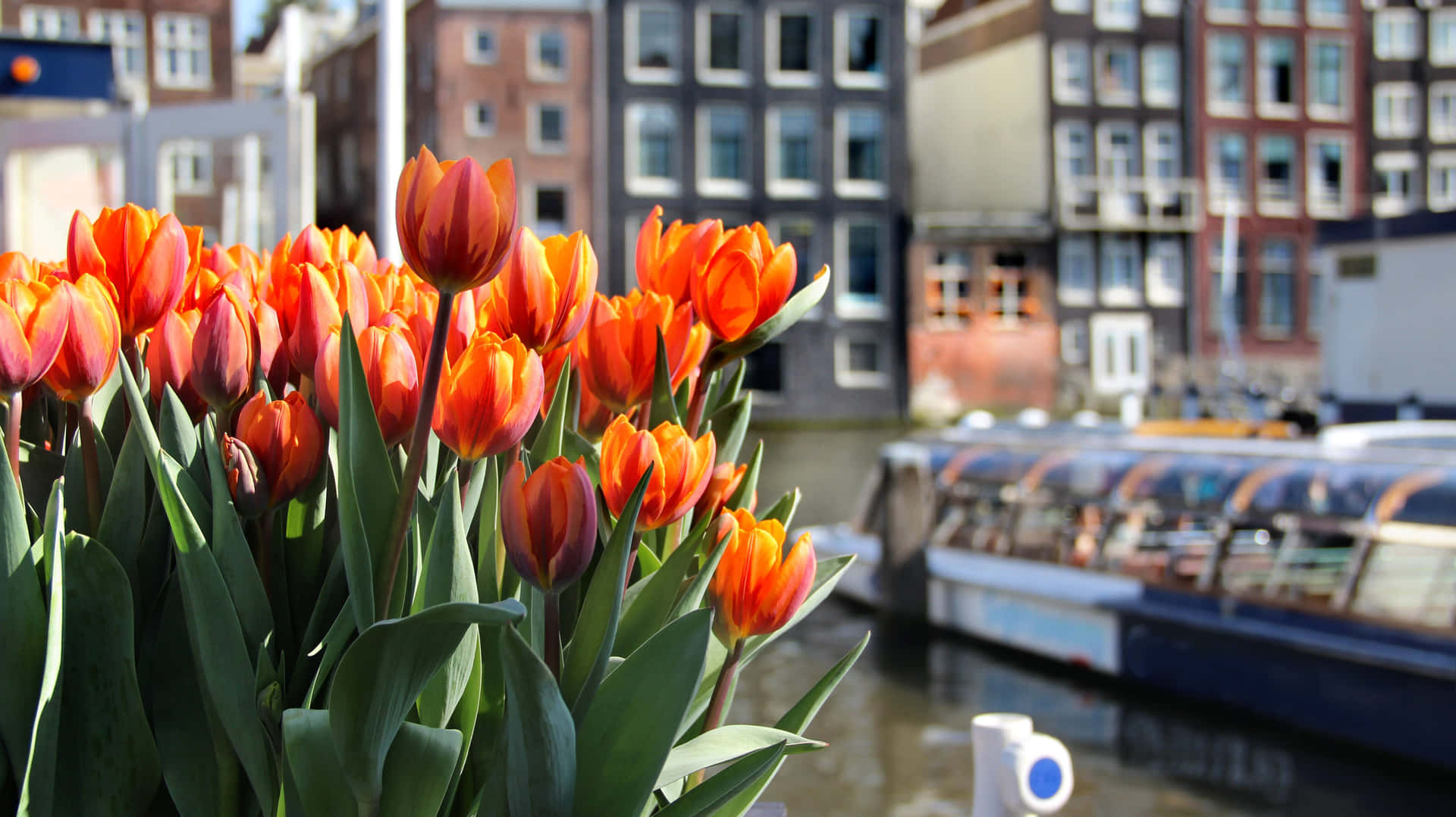 Enjoy The Beauty Of Amsterdam During Spring! Background