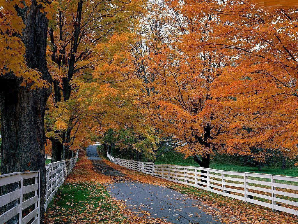 Enjoy The Beauty Of An Autumn Day Background