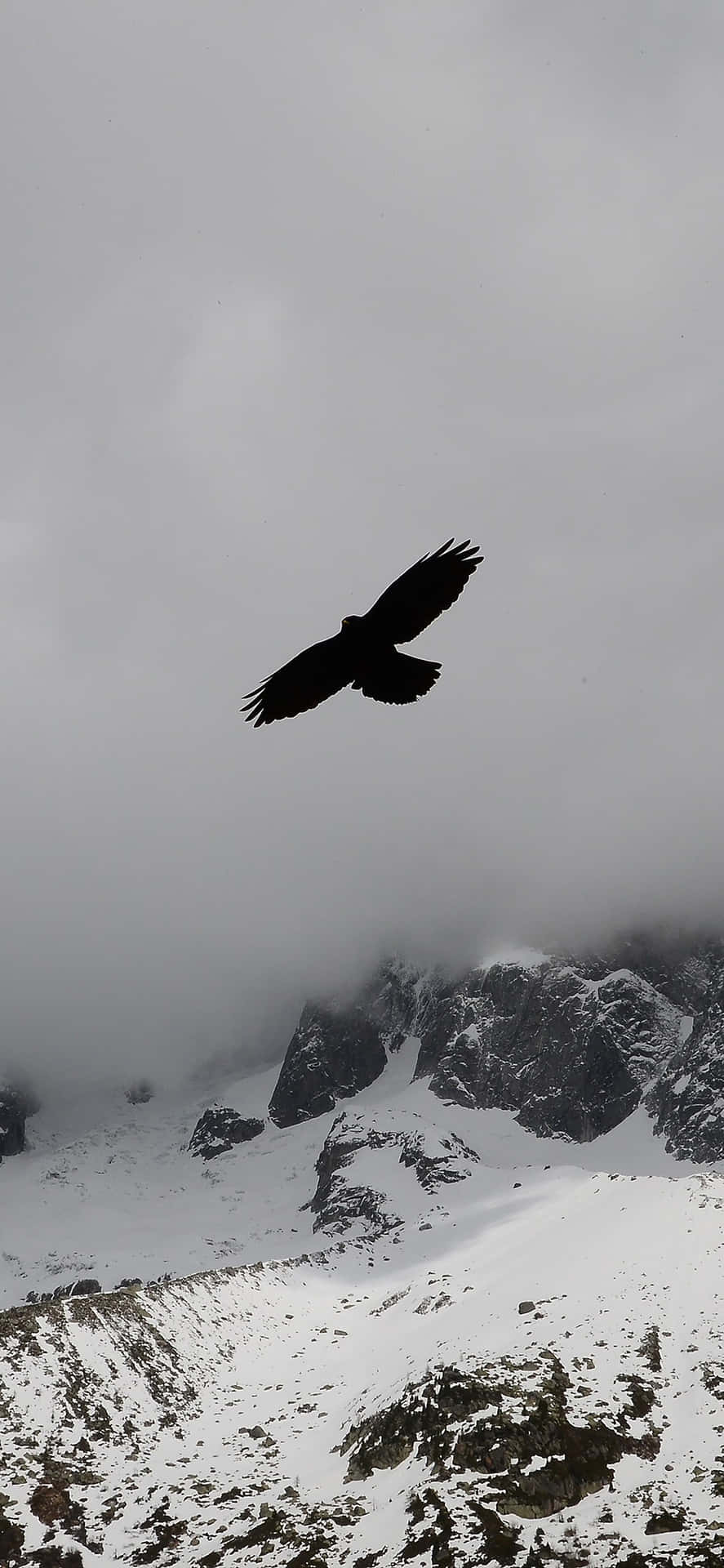 Enjoy The Beauty Of Animals In A Beautiful Wallpaper Background