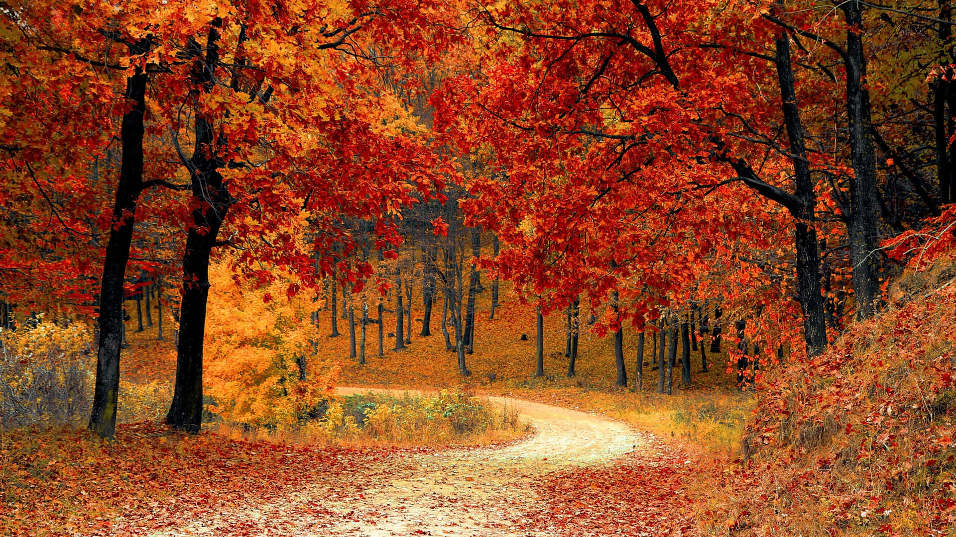 Enjoy The Beauty Of Autumn In This 3840 X 2160 Image Background