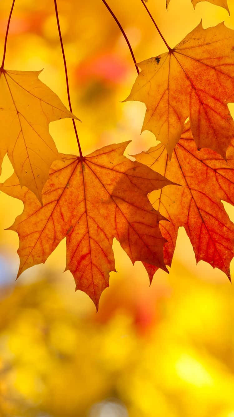 Enjoy The Beauty Of Autumn Leaves