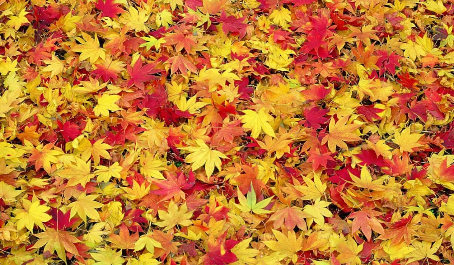 Enjoy The Beauty Of Autumn With This Lovely Tumblr Desktop Wallpaper