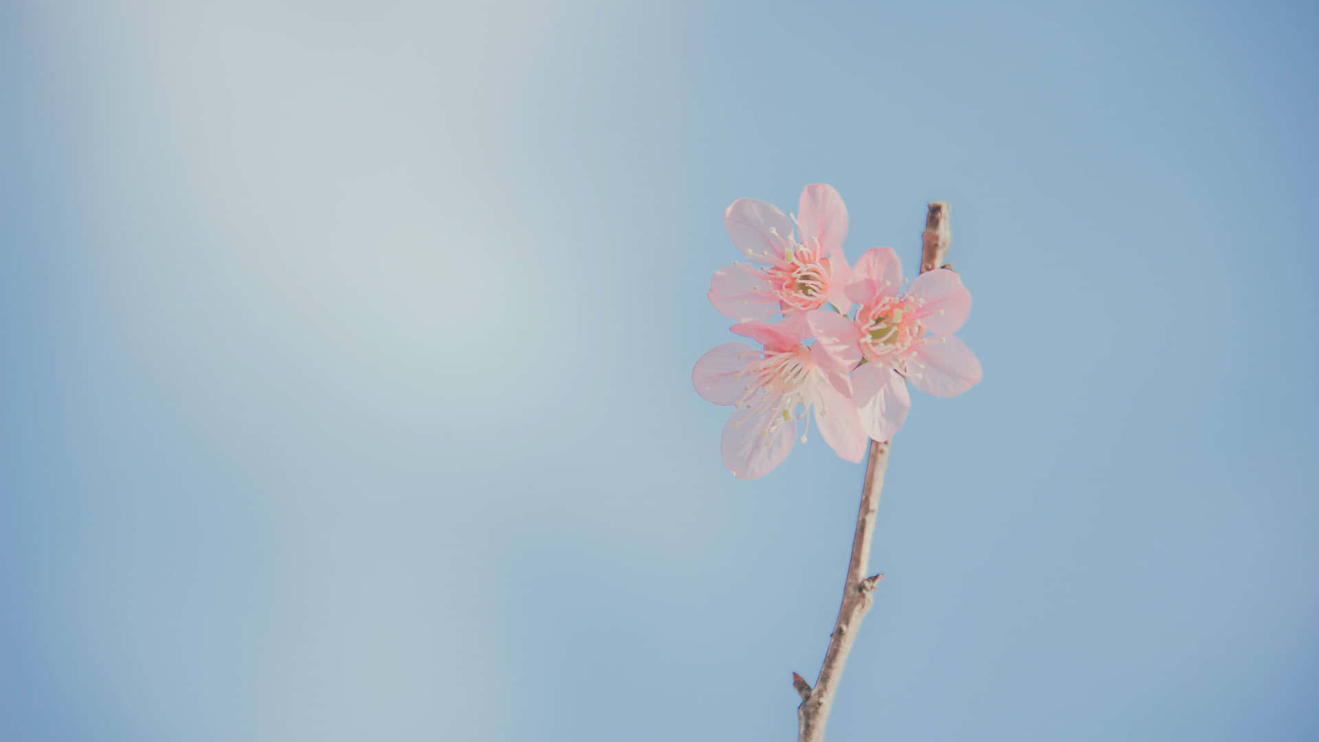 Enjoy The Beauty Of Blue Flowers With A Unique Aesthetic. Background