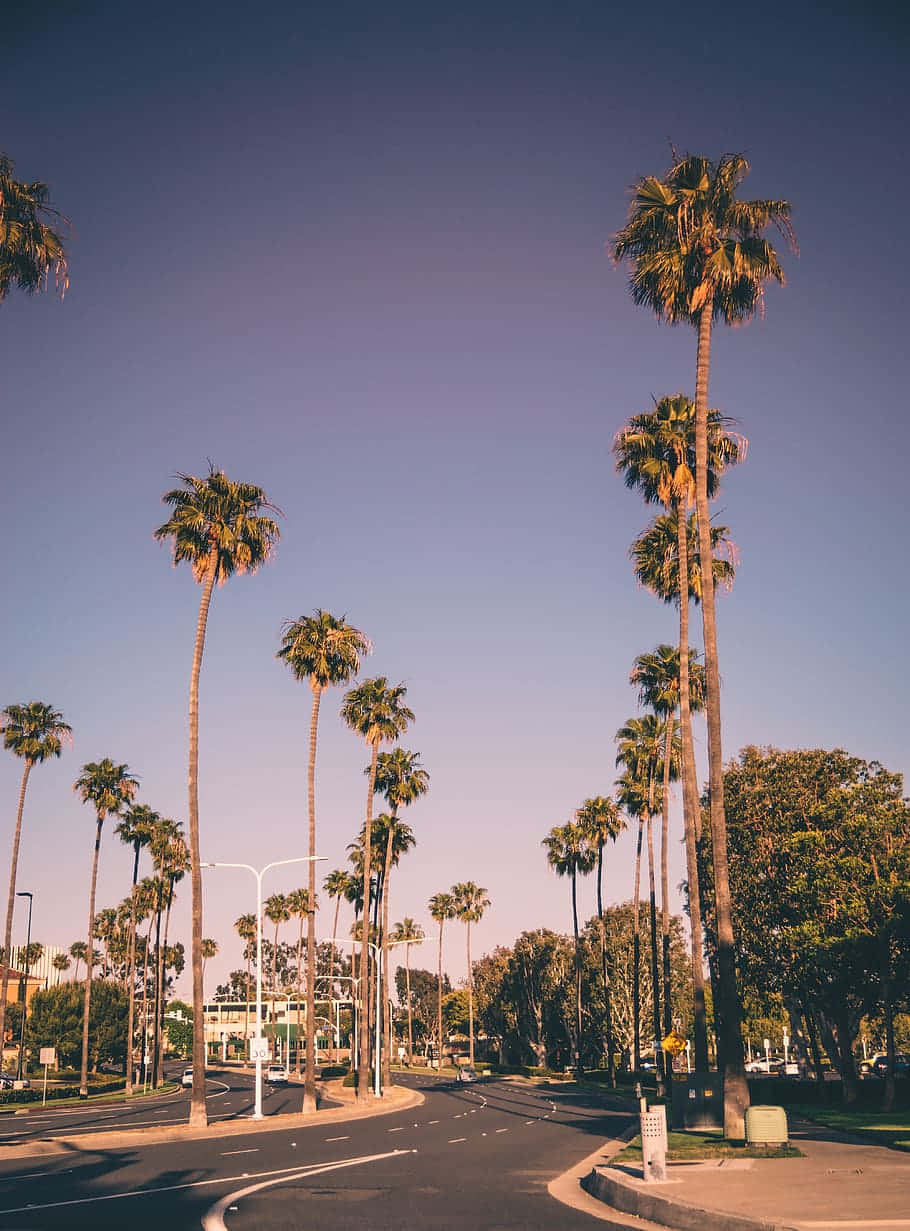 Enjoy The Beauty Of California Summer Days. Background