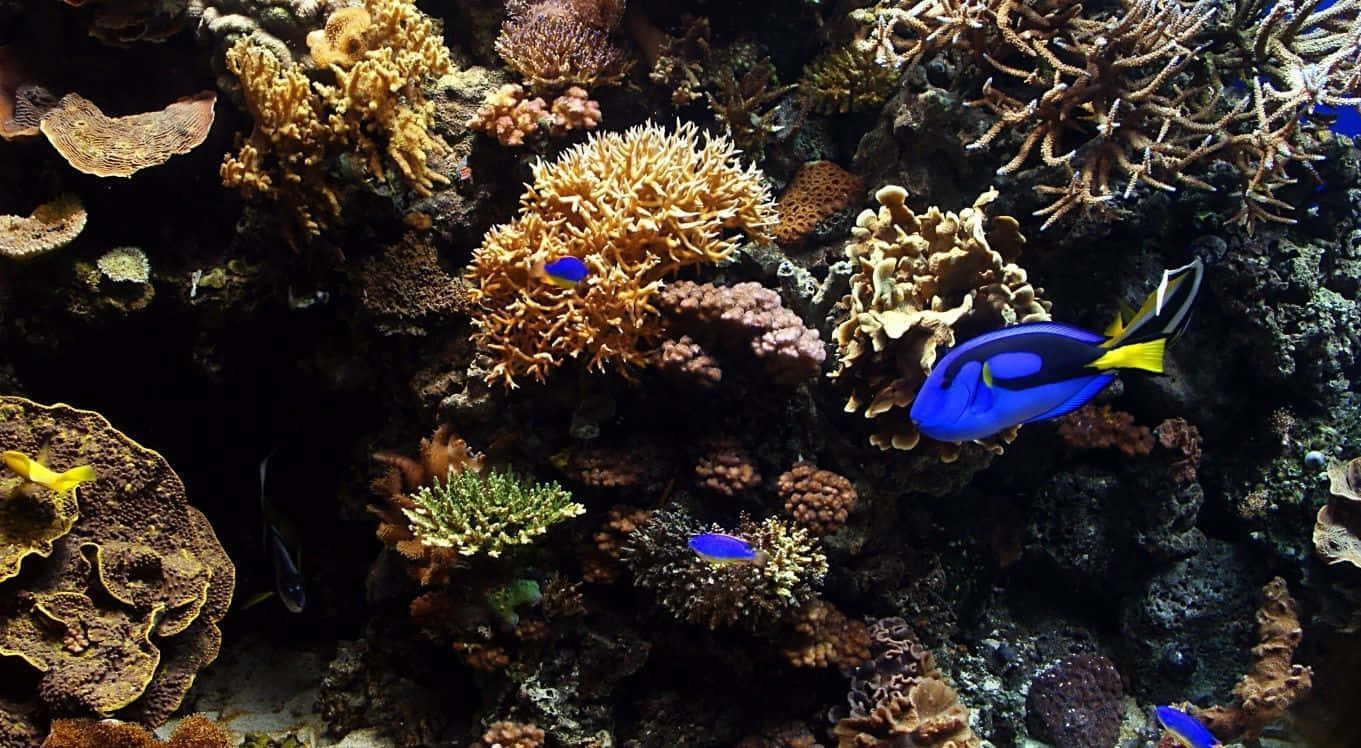 Enjoy The Beauty Of Colorful Reef Creatures In A Fish Tank Background