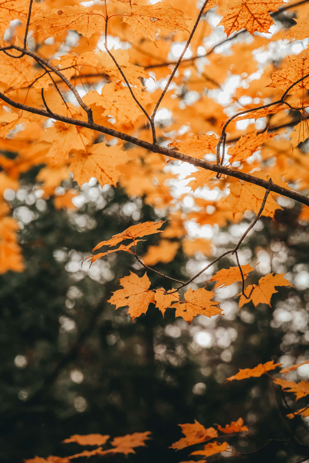 Enjoy The Beauty Of Fall Background