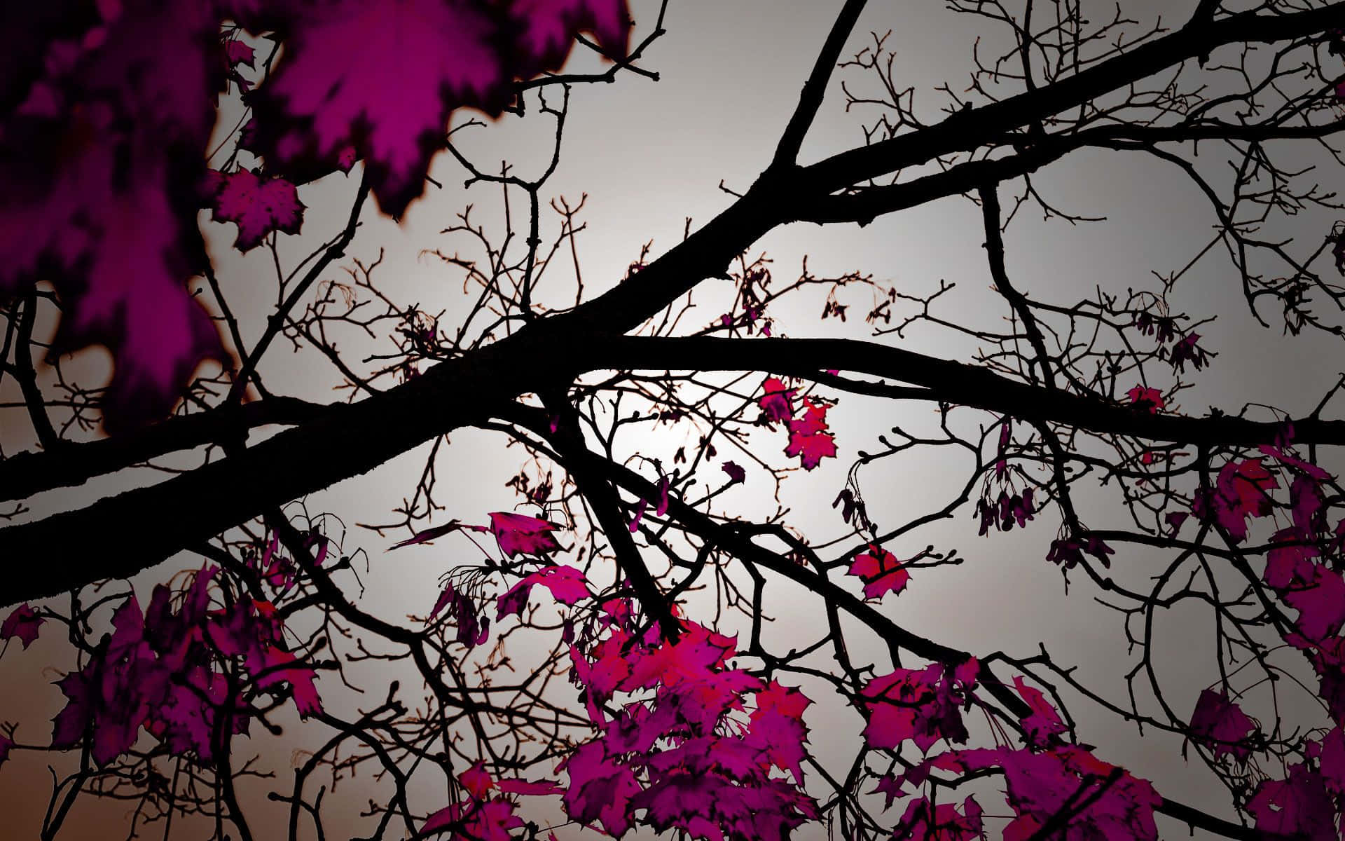 Enjoy The Beauty Of Fall Colours Background