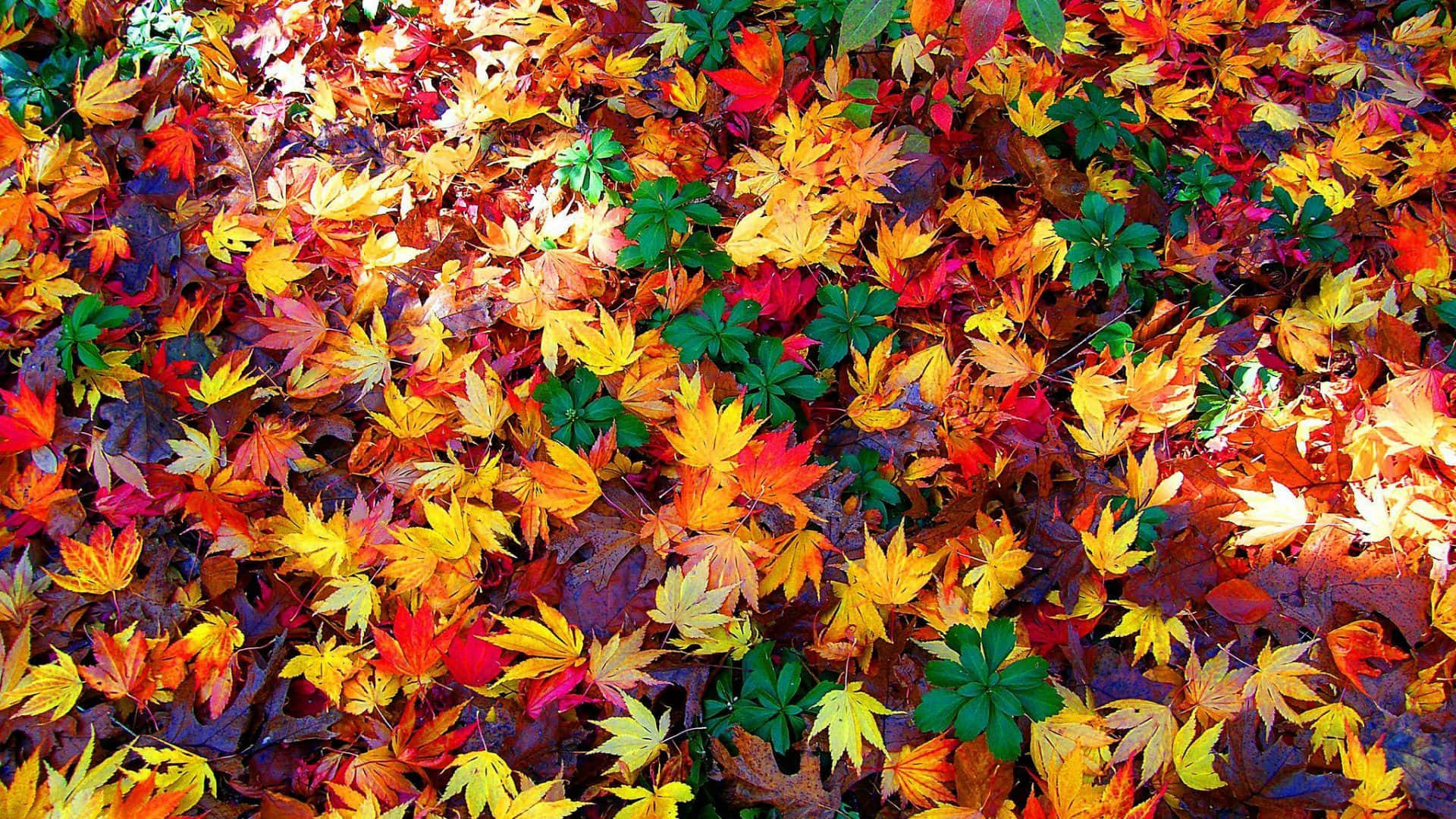 Enjoy The Beauty Of Fall Foliage In Nature Background