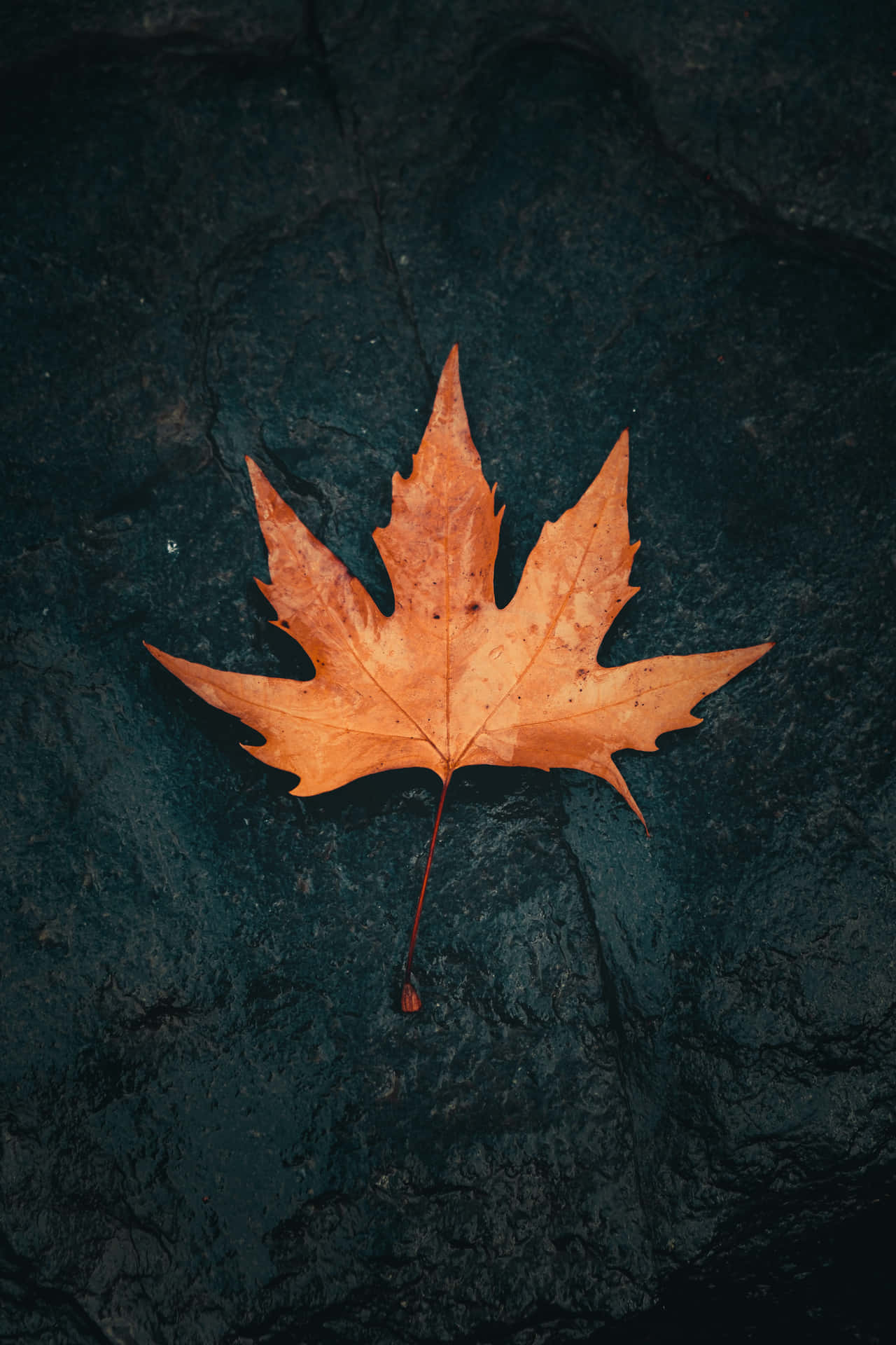 Enjoy The Beauty Of Fall Like Never Before Background