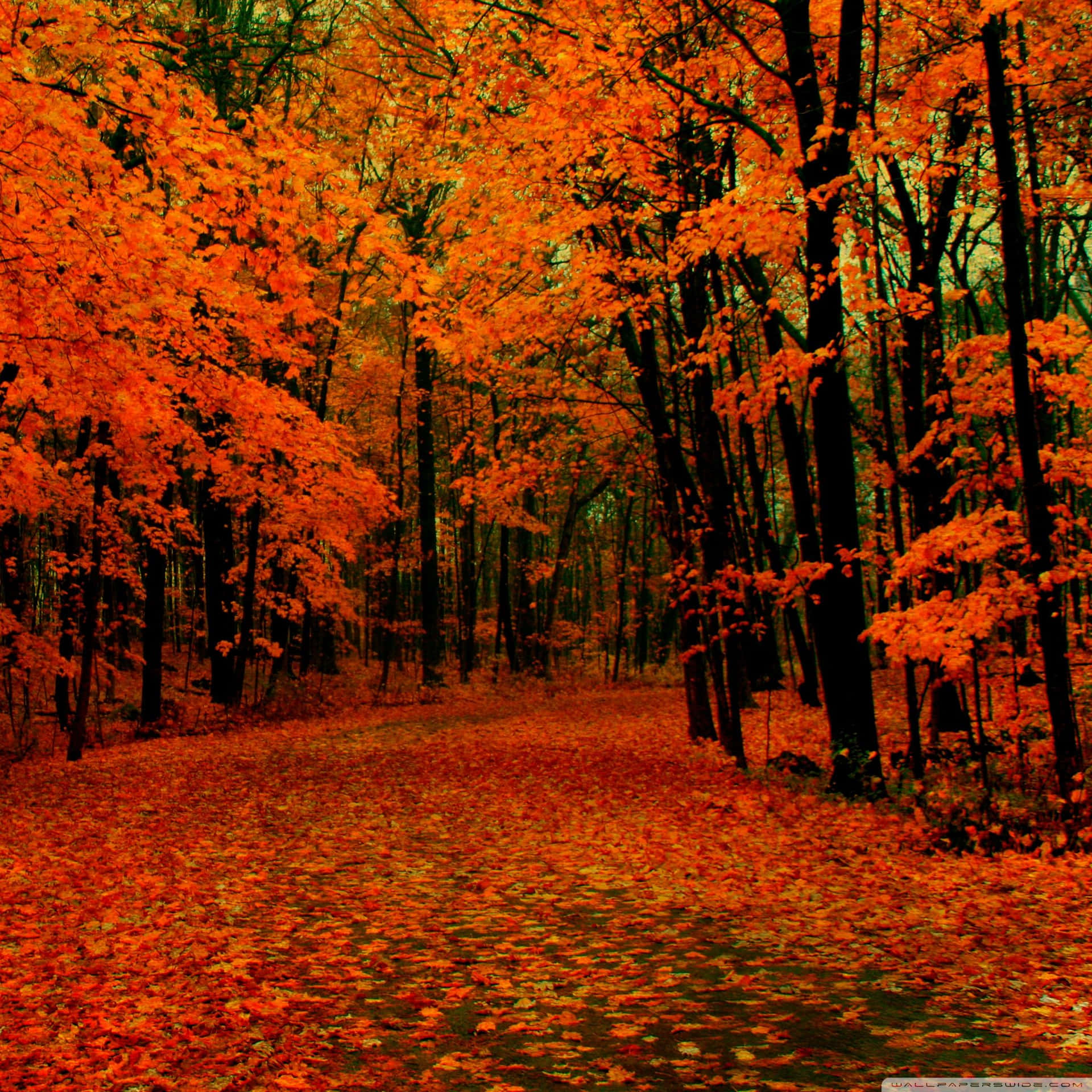 Enjoy The Beauty Of Fall Season On Your Ipad Background