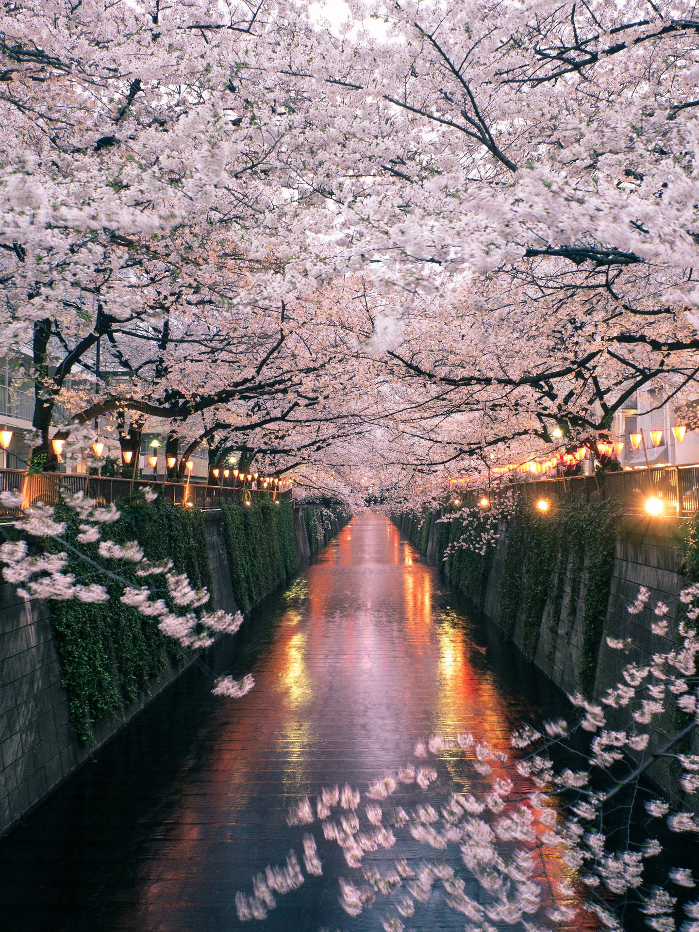 Enjoy The Beauty Of Japan Cherry Blossoms Background