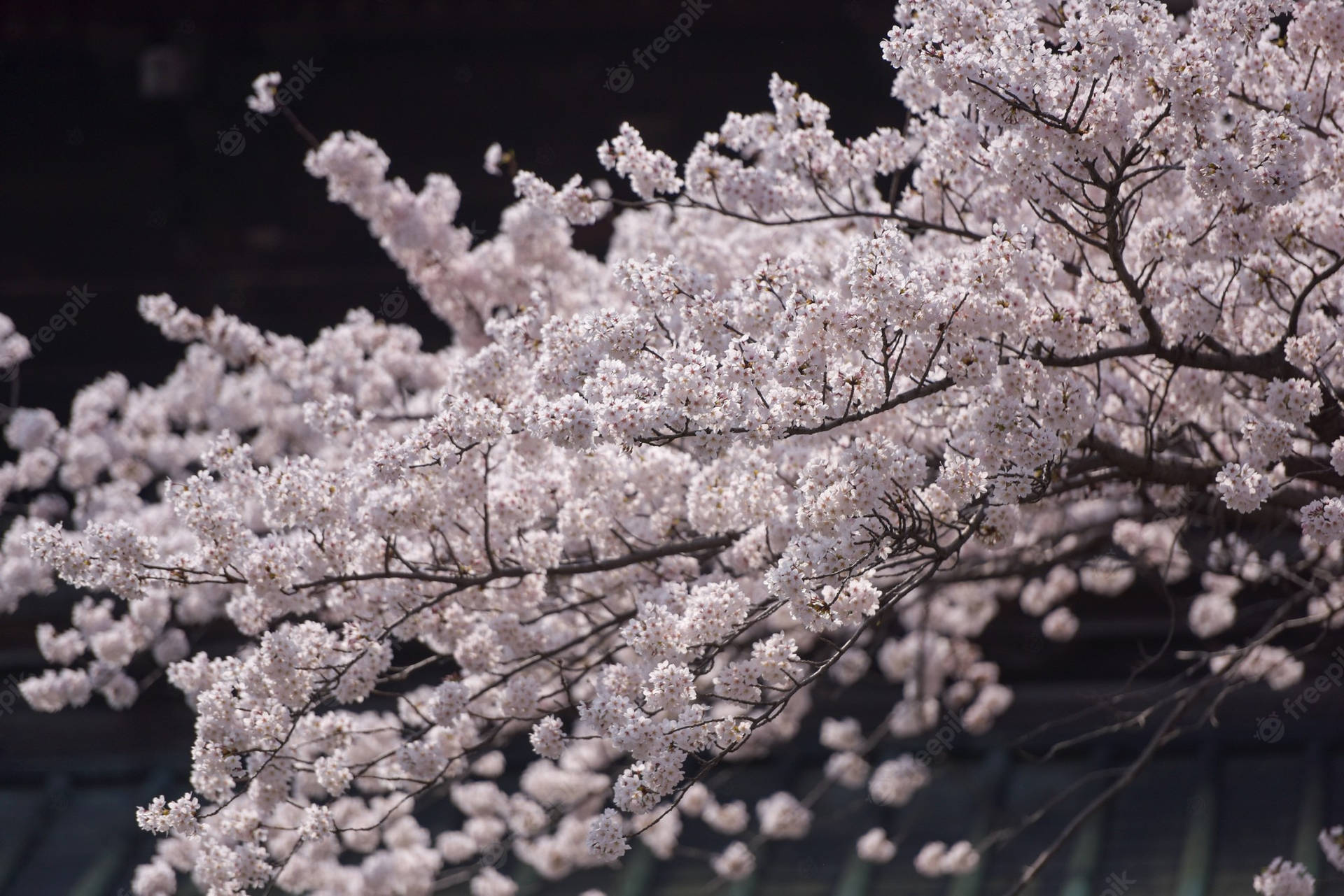 Enjoy The Beauty Of Japan's Cherry Blossom! Background