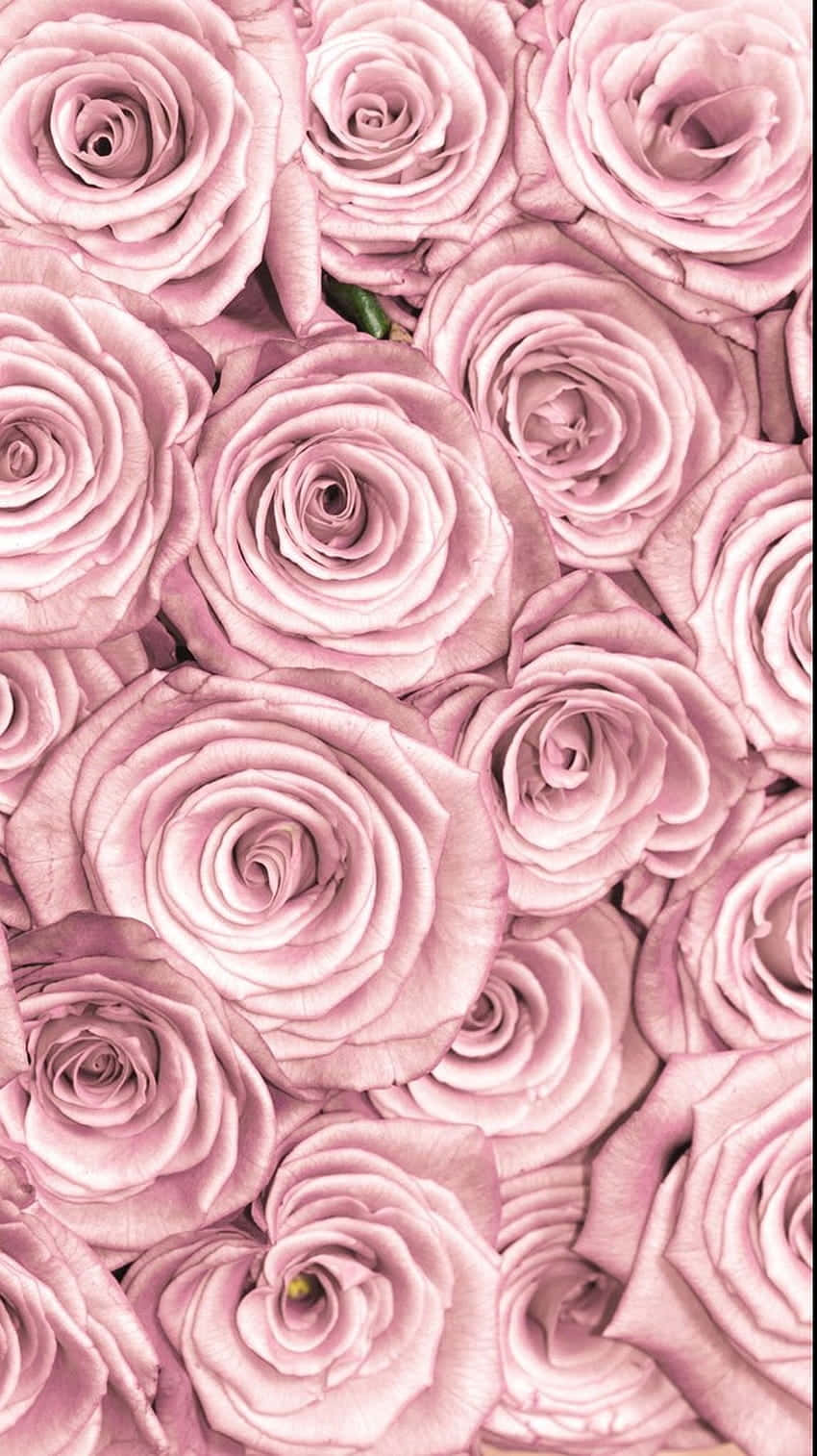 Enjoy The Beauty Of Light Pink Florals On Your Iphone. Background