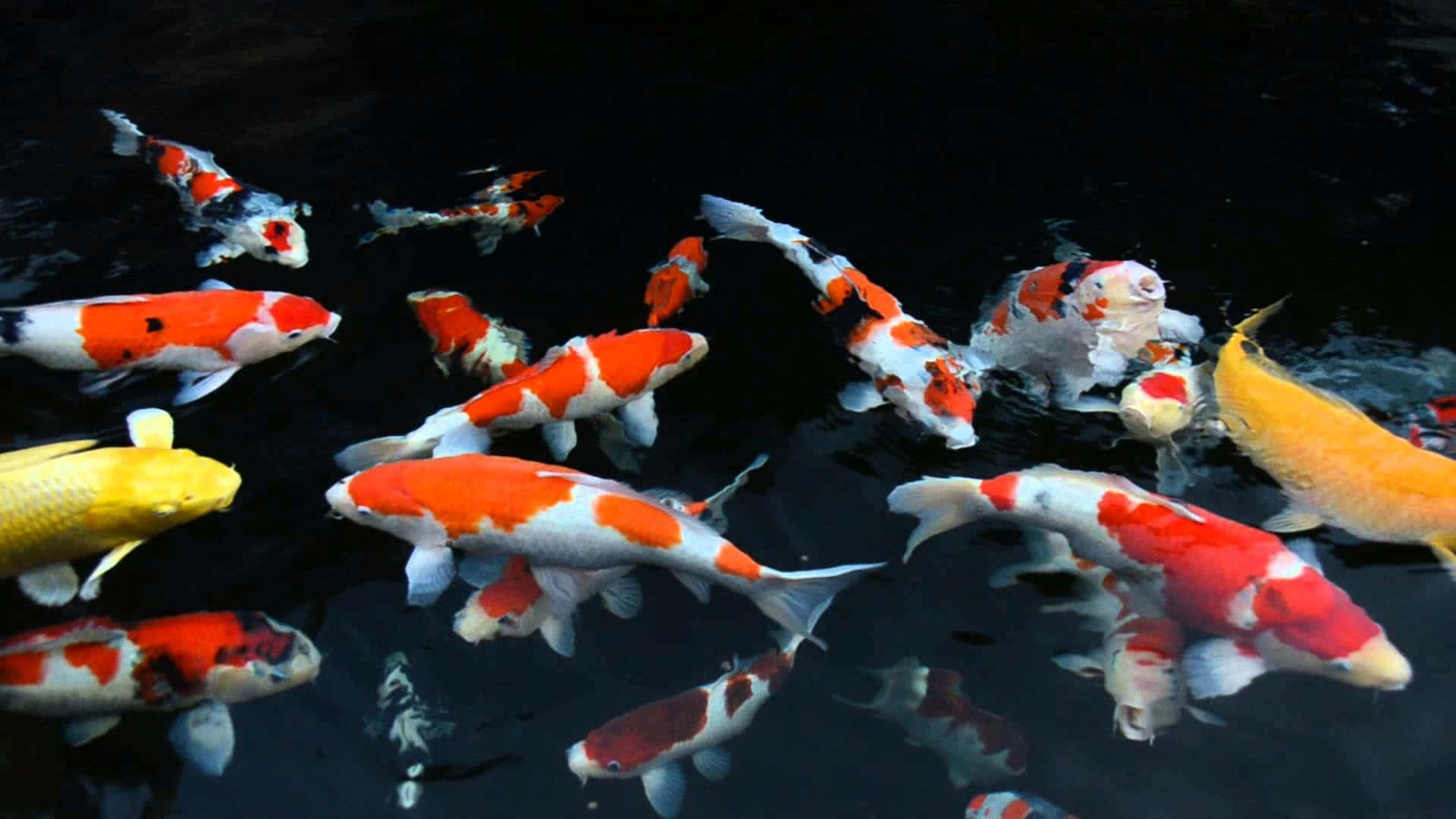 Enjoy The Beauty Of Live Koi Fish! Background