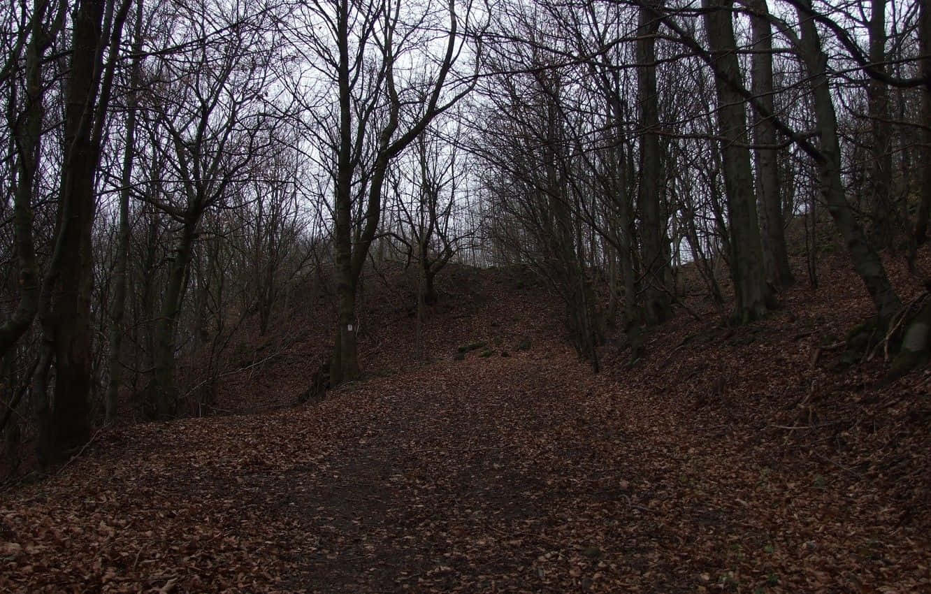 Enjoy The Beauty Of Nature During The Dark Autumn Season