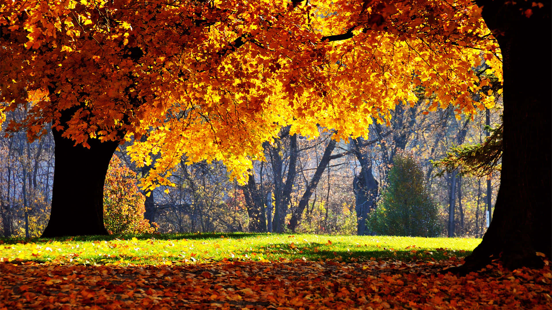 Enjoy The Beauty Of Nature During The Fall Season! Background
