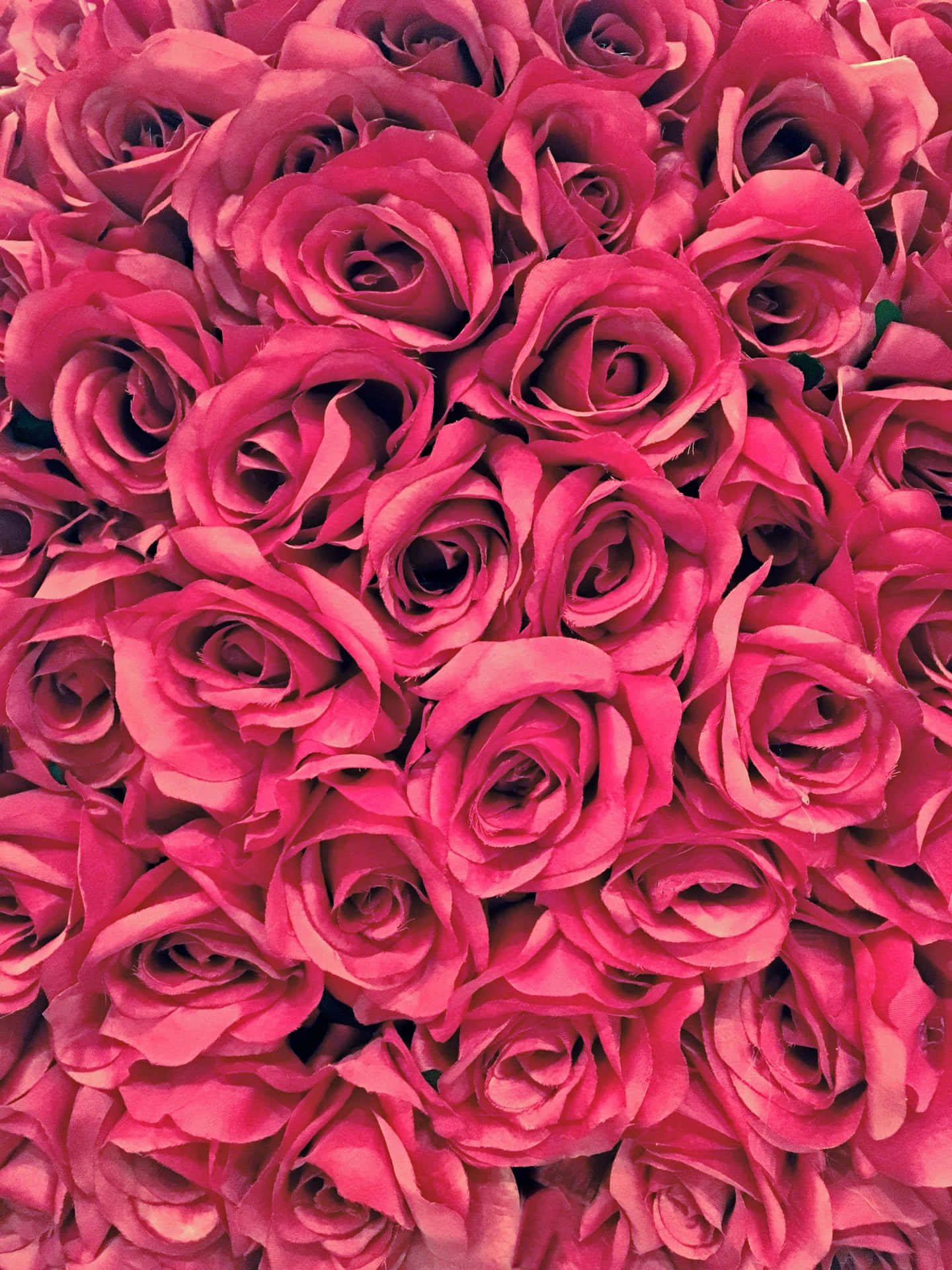 Enjoy The Beauty Of Nature From Anywhere With This Cute Iphone Flower Wallpaper Background