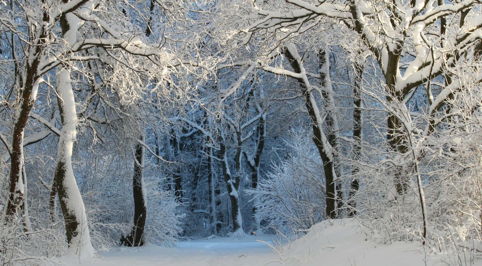 Enjoy The Beauty Of Nature In A Winter Forest Background