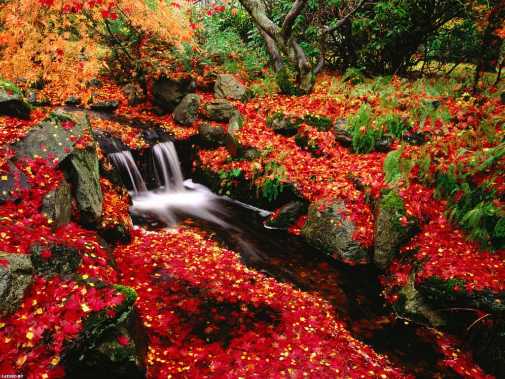 Enjoy The Beauty Of Nature In Autumn Background