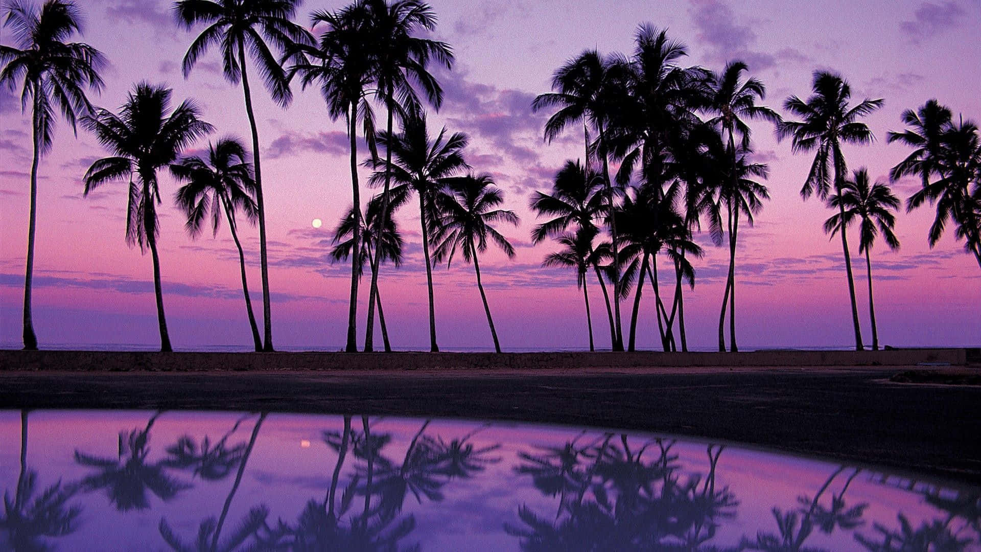 Enjoy The Beauty Of Nature In Your Very Own Desktop With This Relaxing Palm Tree Image