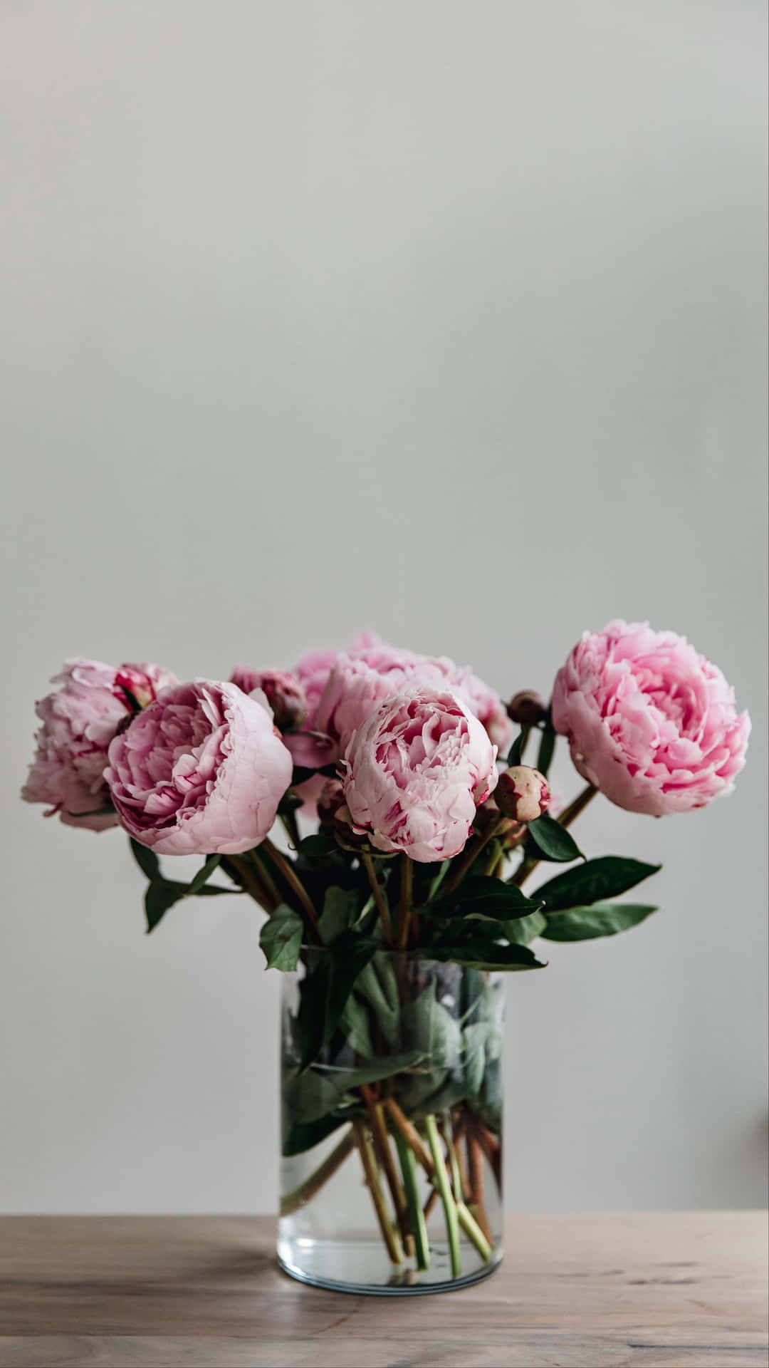 Enjoy The Beauty Of Nature On Your Phone With The Peony Iphone Wallpaper. Background