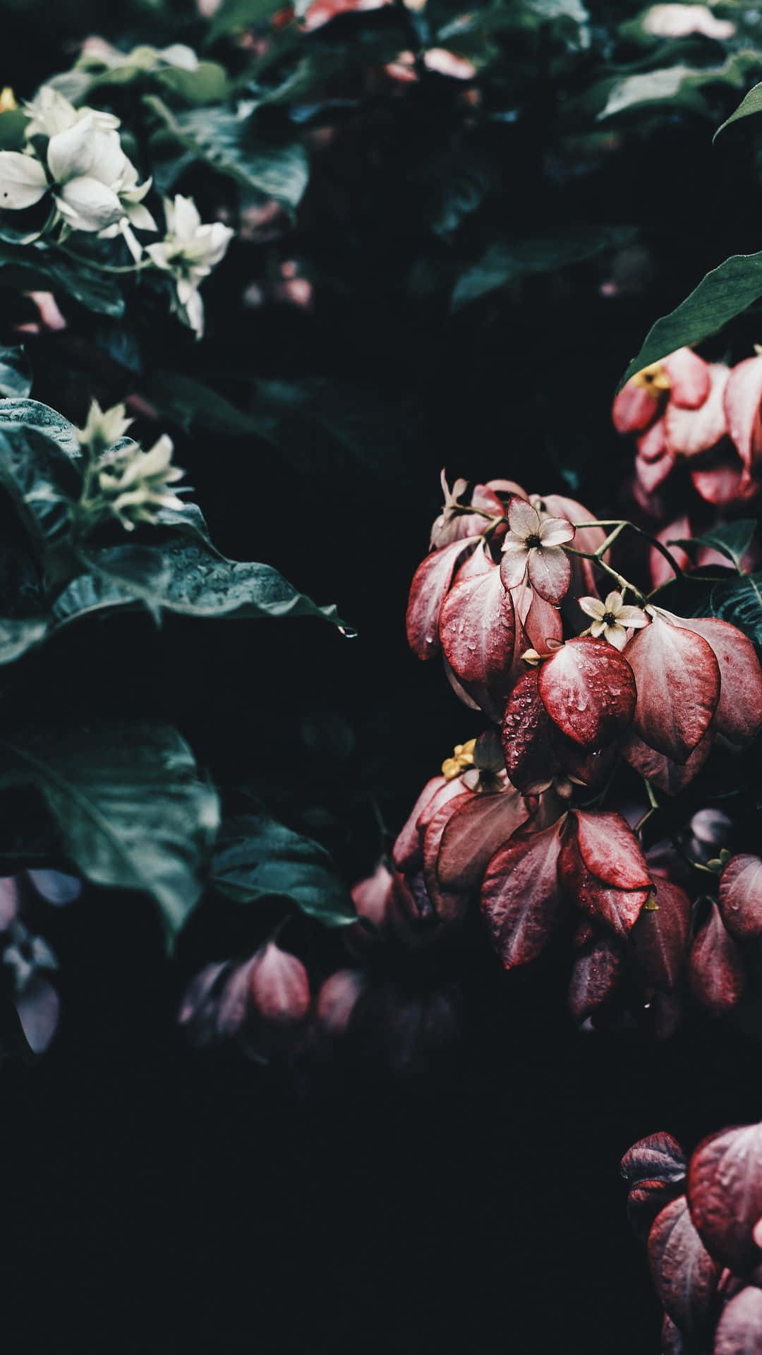 Enjoy The Beauty Of Nature On Your Phone With This Beautiful Floral Aesthetic Iphone Background. Background