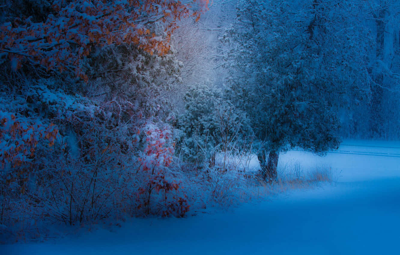 Enjoy The Beauty Of Nature With A Peaceful Snowfall Background