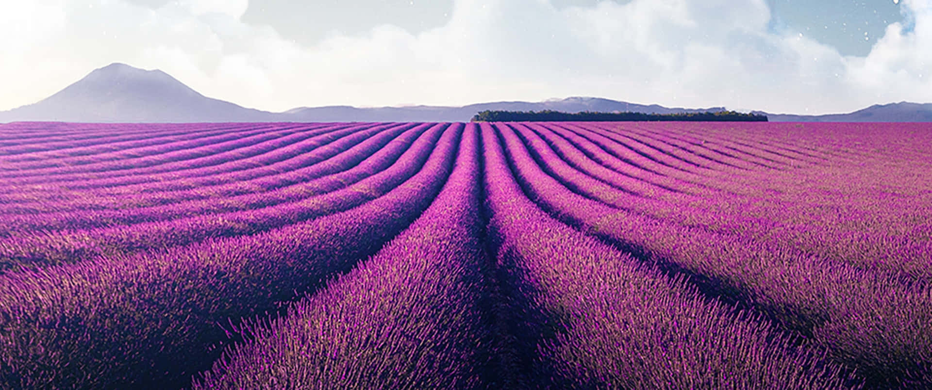 Enjoy The Beauty Of Nature With A Peaceful Walk Through Lavender Fields.