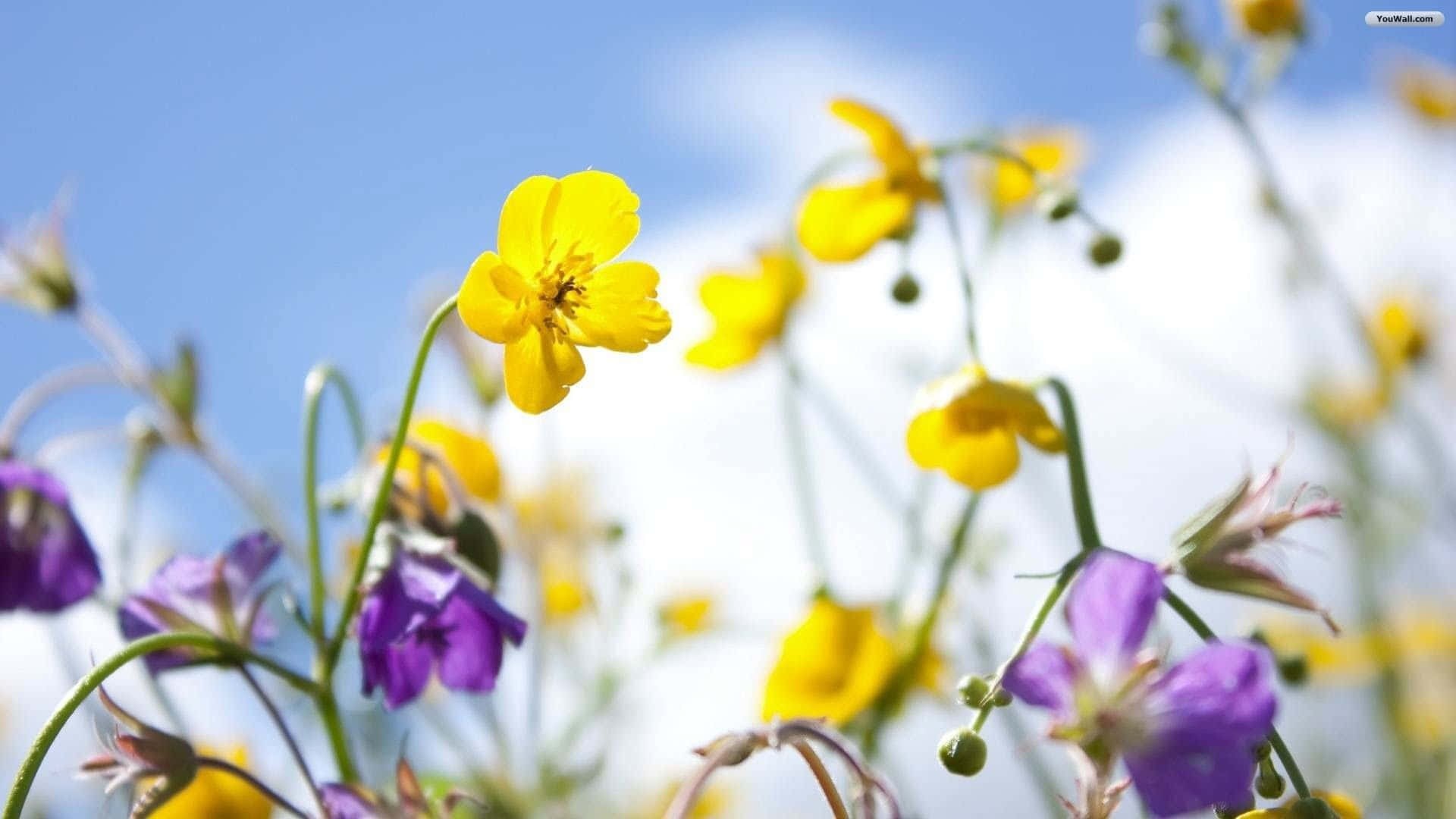 Enjoy The Beauty Of Nature With A Spring Flowers Desktop Background