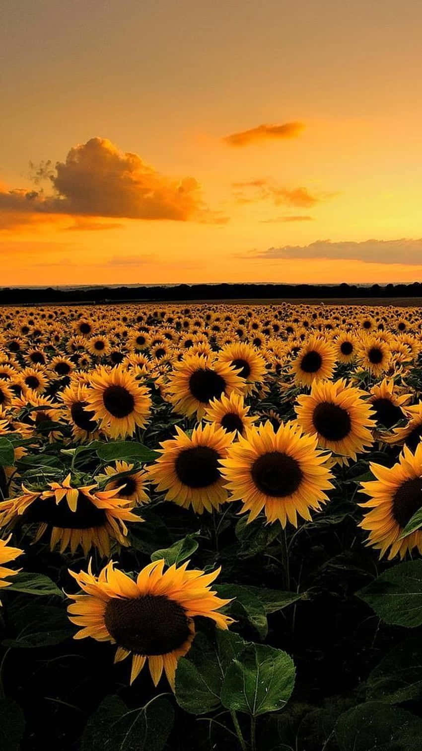 Enjoy The Beauty Of Nature With A Sunflower Aesthetic Background