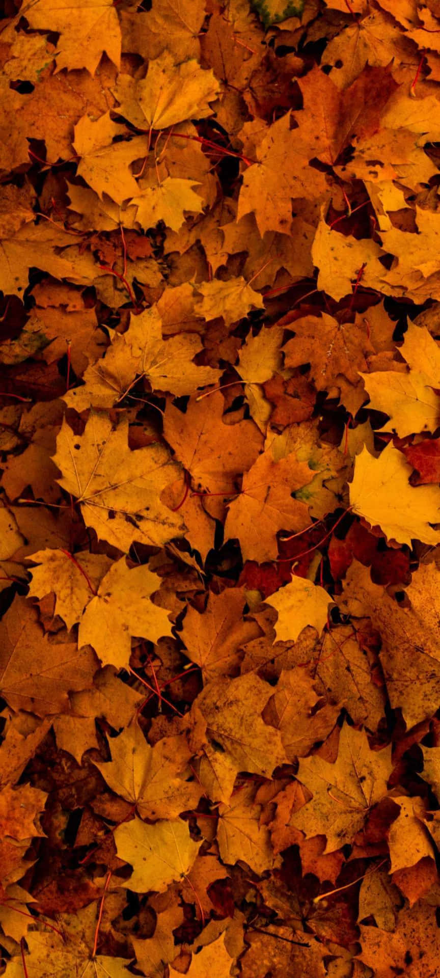 Enjoy The Beauty Of Nature With Autumn Leaves Phone