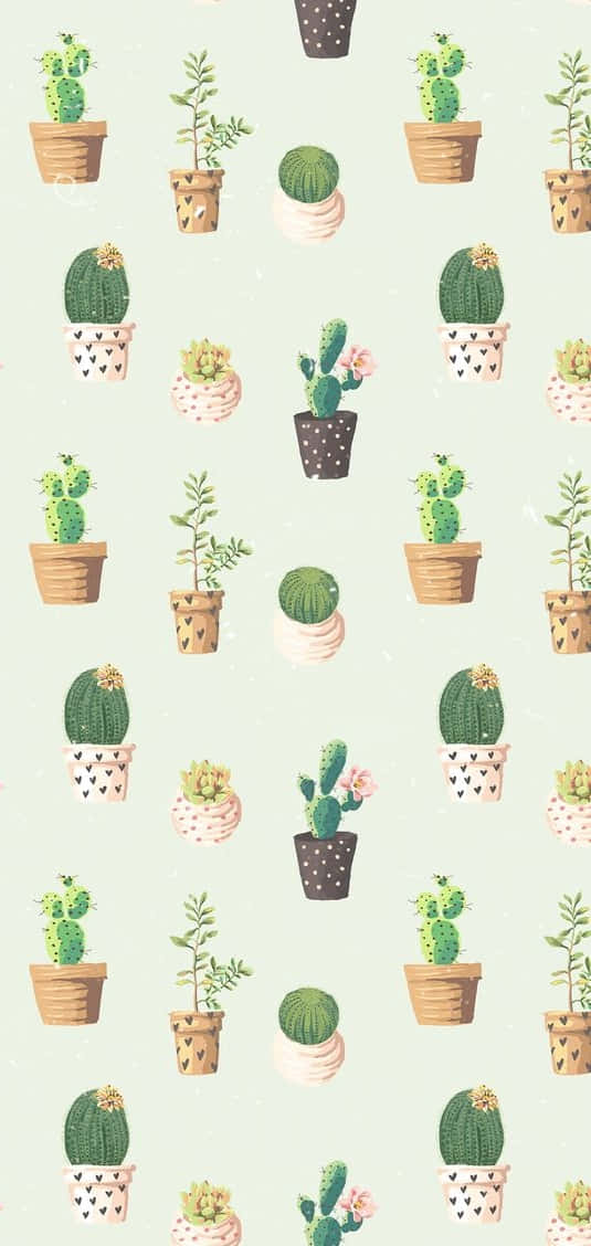 Enjoy The Beauty Of Nature With Our Cactus Iphone Background