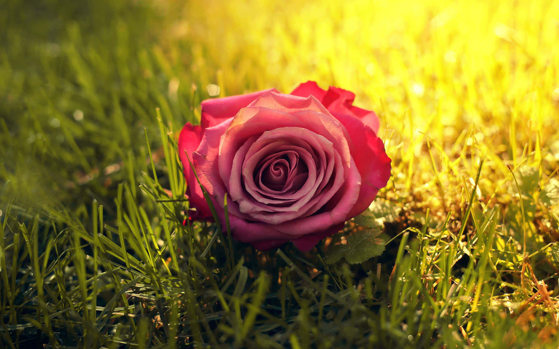 Enjoy The Beauty Of Nature With The Brilliant Colors Of These Vibrant Roses Background