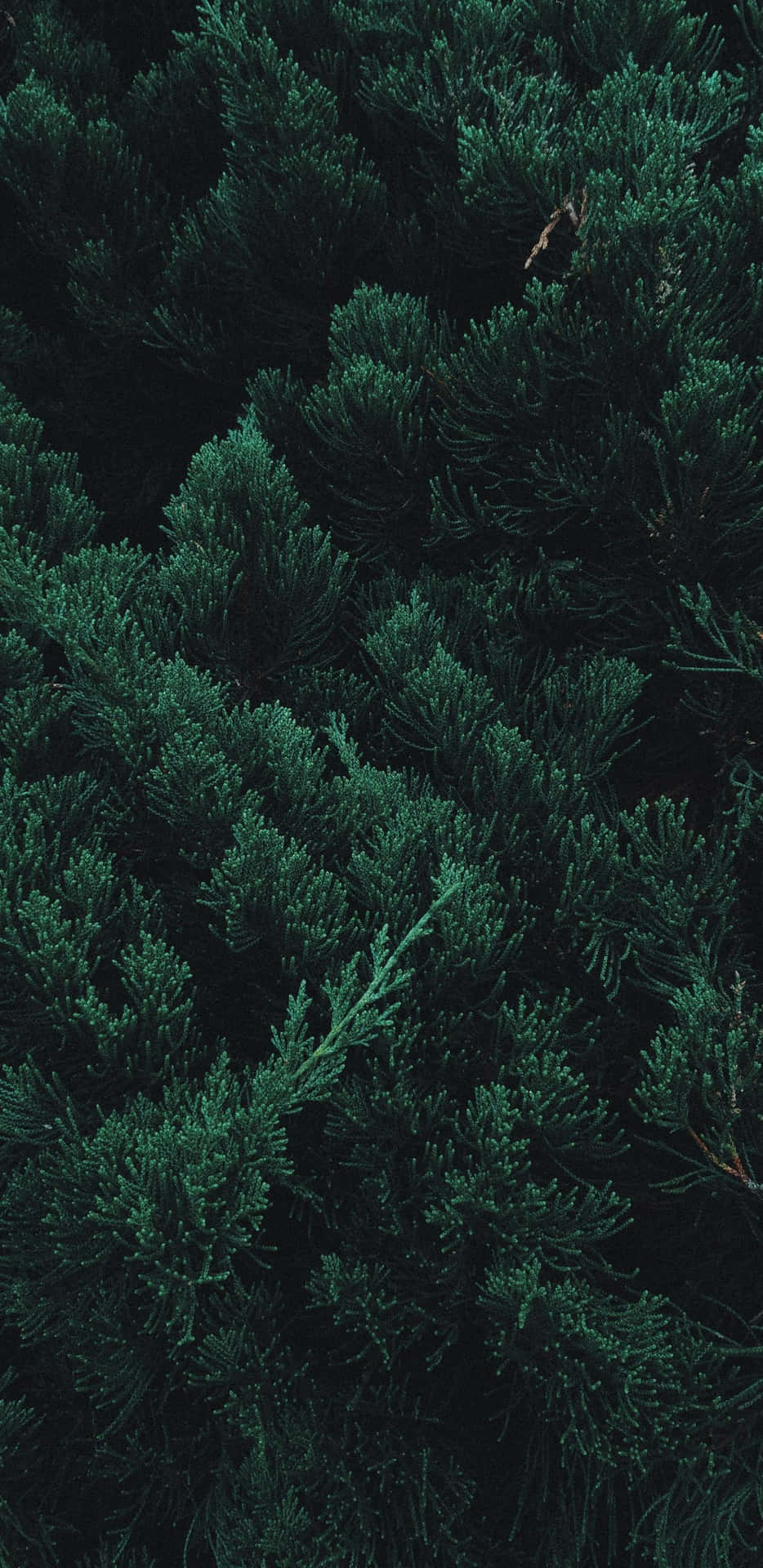 Enjoy The Beauty Of Nature With The Trees Iphone Background