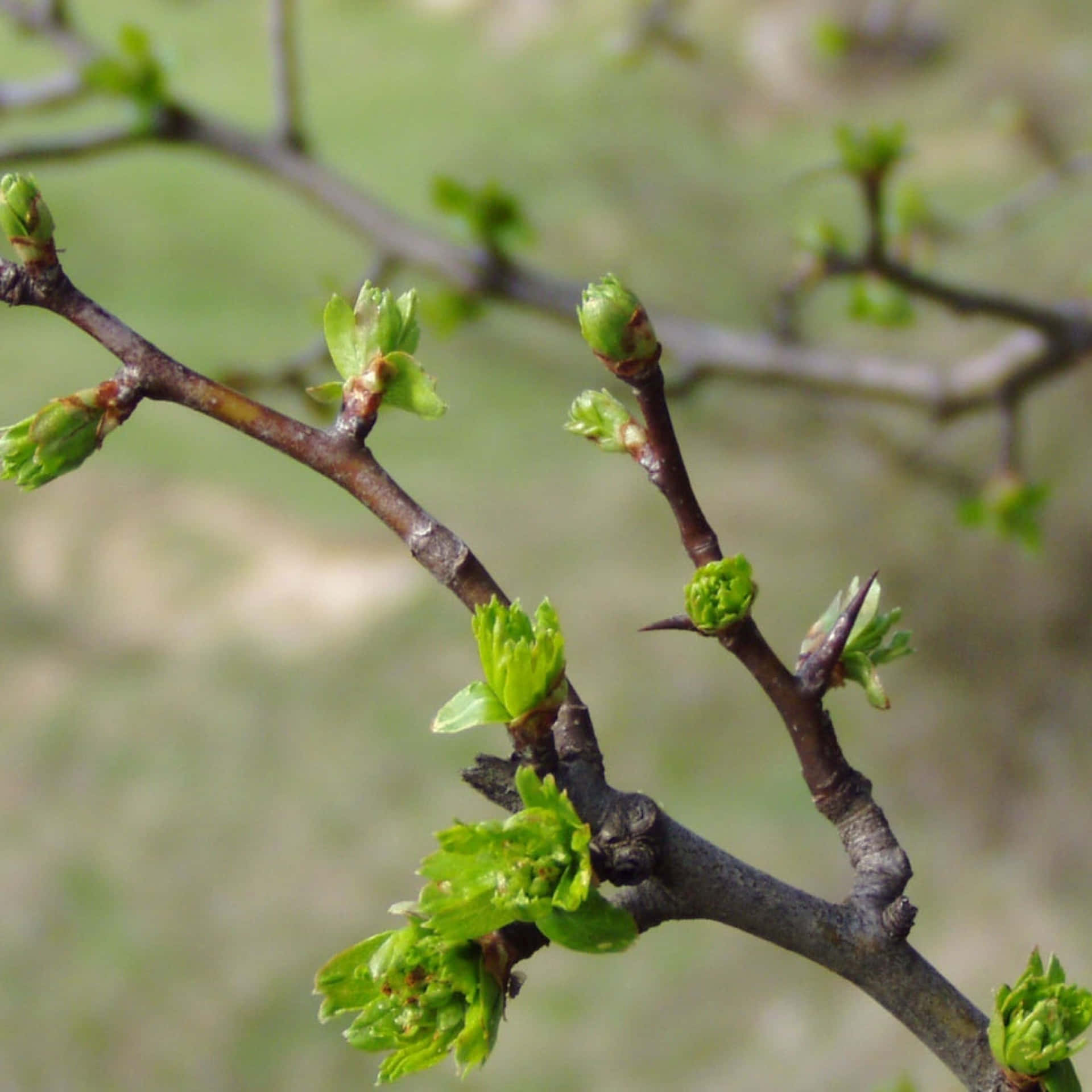 Enjoy The Beauty Of Nature With These Stunning Spring-themed Ipad Wallpapers Background