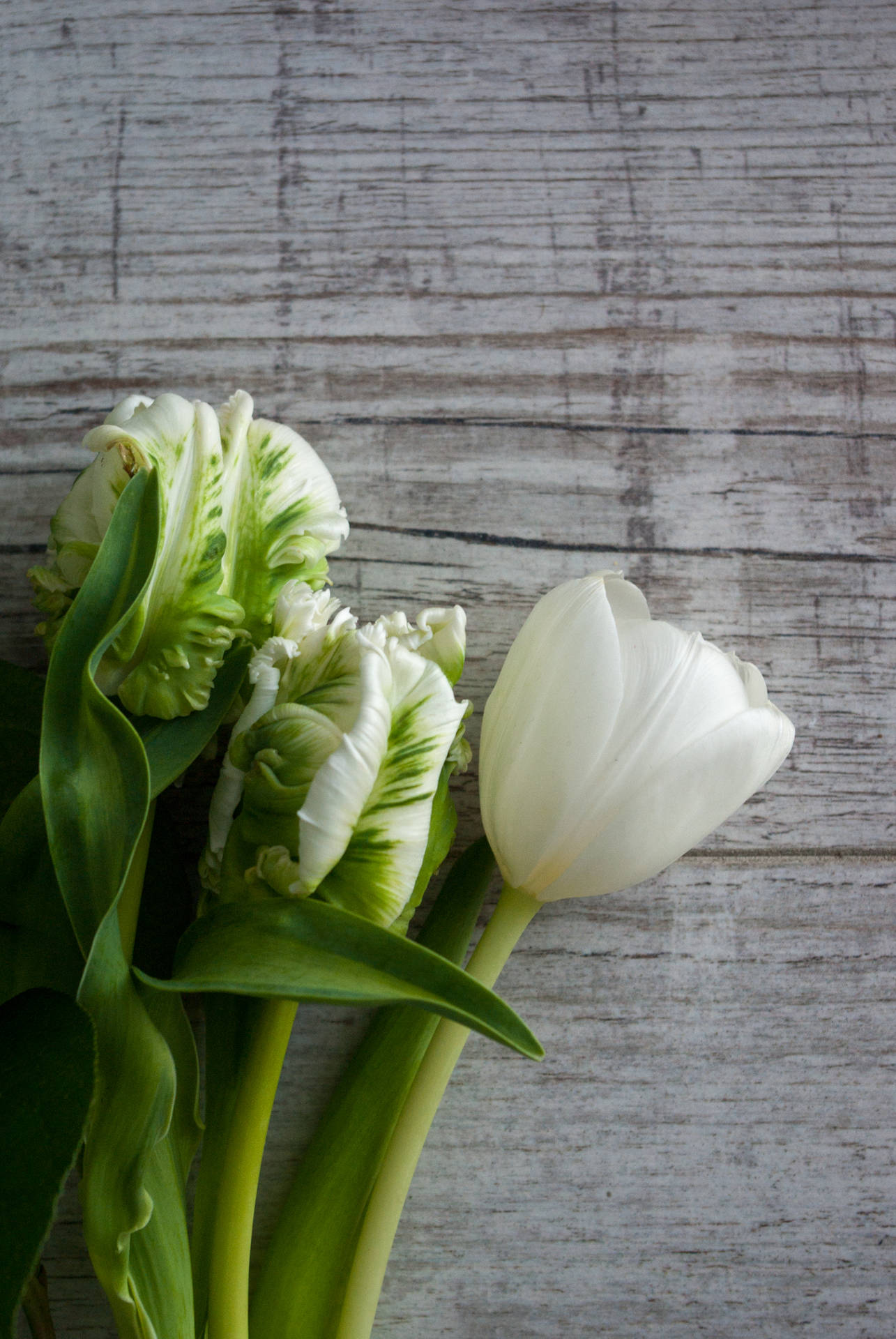 Enjoy The Beauty Of Nature With These White Tulips In A Lush Green Aesthetic. Background