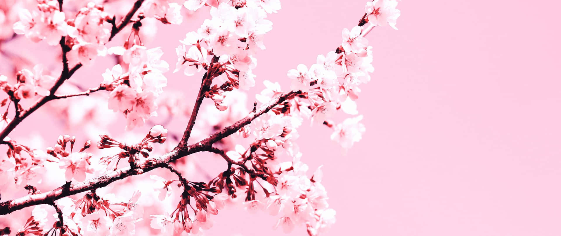 Enjoy The Beauty Of Nature With This Aesthetic Cherry Blossom Wallpaper. Background