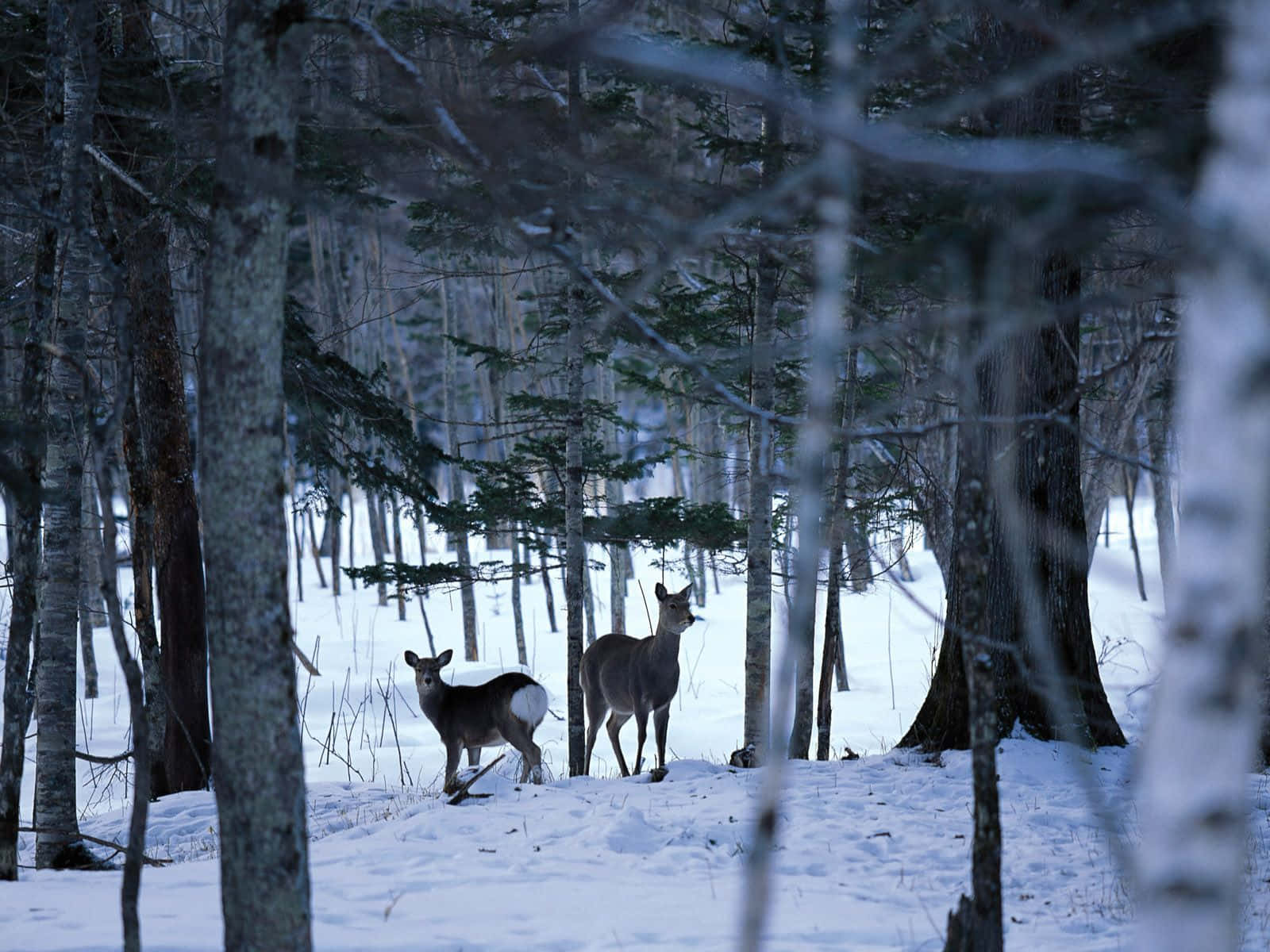 Enjoy The Beauty Of Old Winter Background