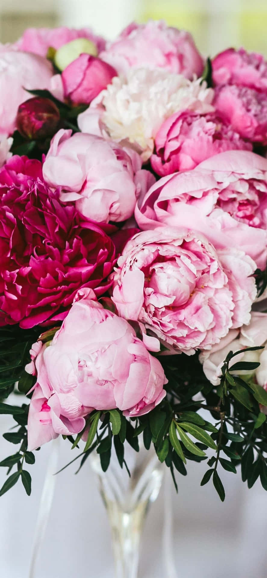 Enjoy The Beauty Of Peonies On Your Iphone
