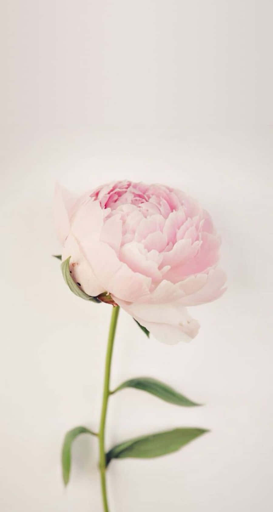 Enjoy The Beauty Of Peony Flowers With Your Iphone Background