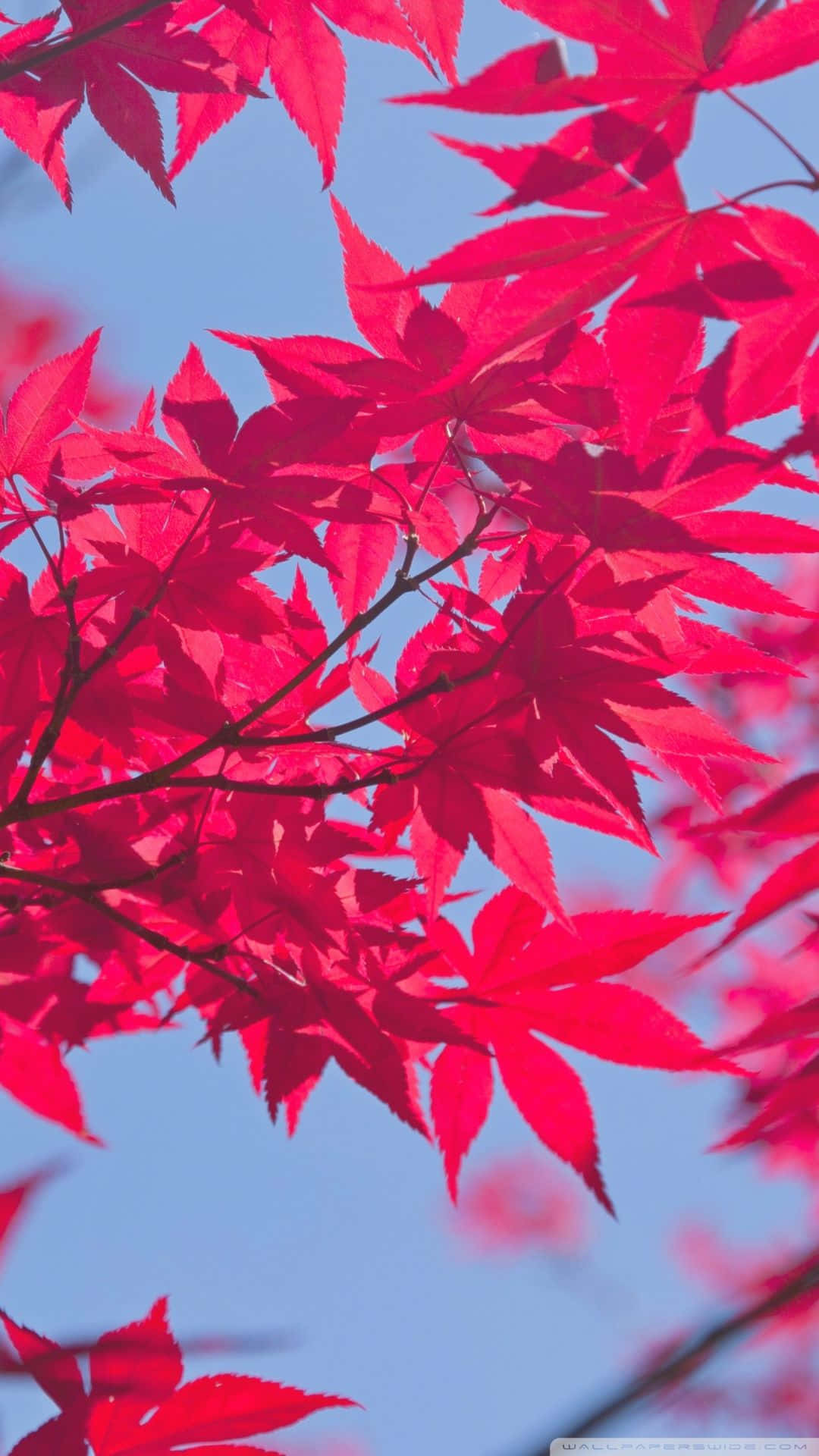 Enjoy The Beauty Of Pink Fall Background