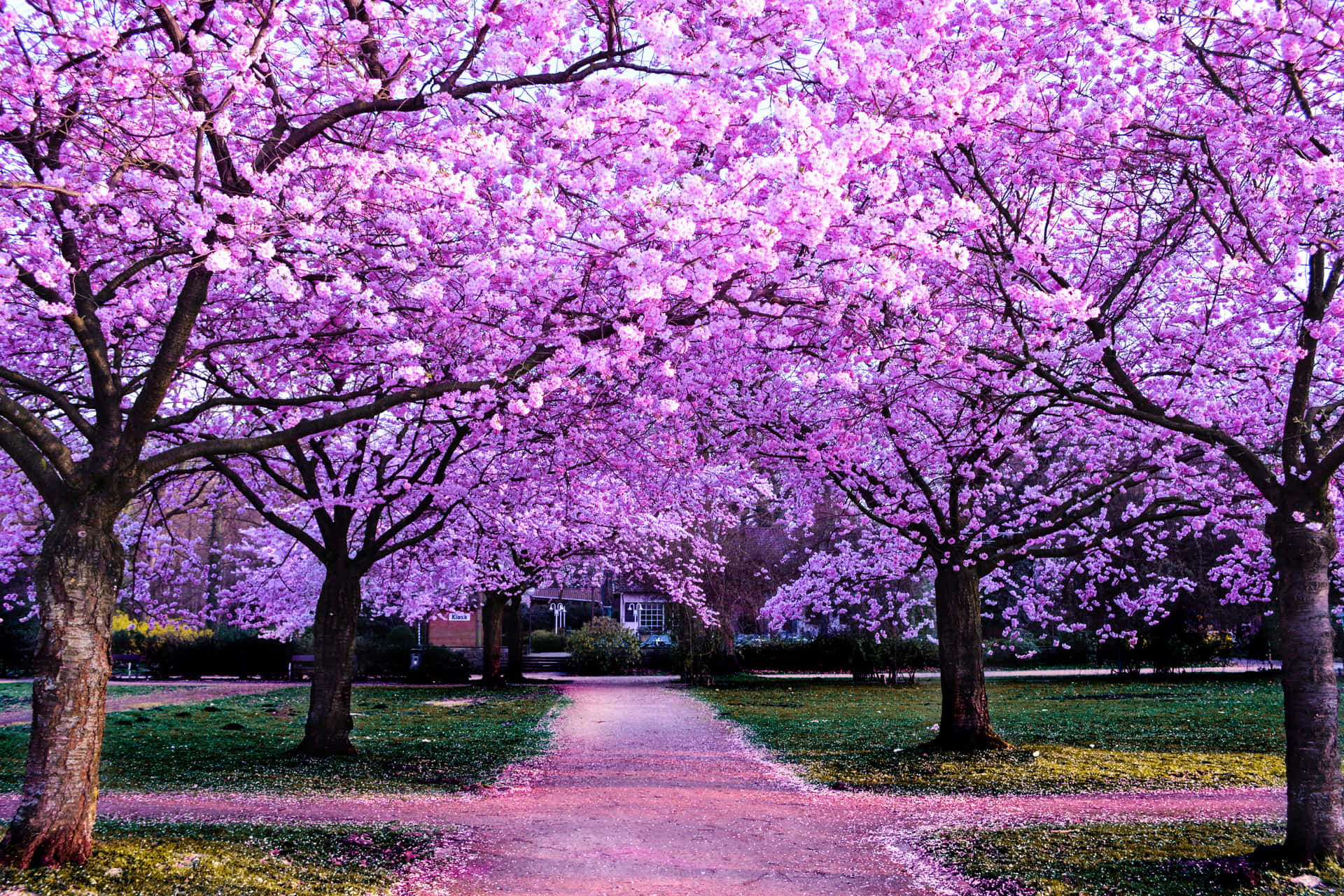 Enjoy The Beauty Of Sakura Blossoms With This Vibrant Pink Contrast Against A Bright Blue Sky. Background