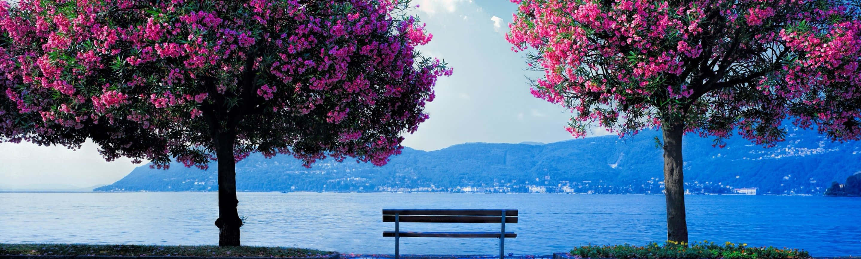 Enjoy The Beauty Of Spring Across Dual Monitors