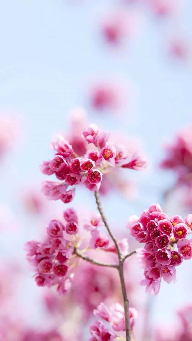 Enjoy The Beauty Of Spring All Year Long With This Gorgeous Light Pink Floral Iphone Wallpaper! Background