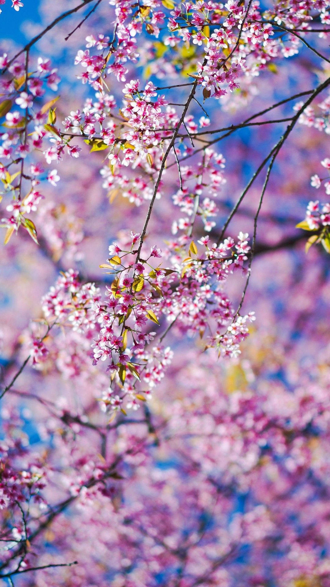 Enjoy The Beauty Of Spring Blooms With This Gorgeous Spring Flower Iphone Wallpaper. Background